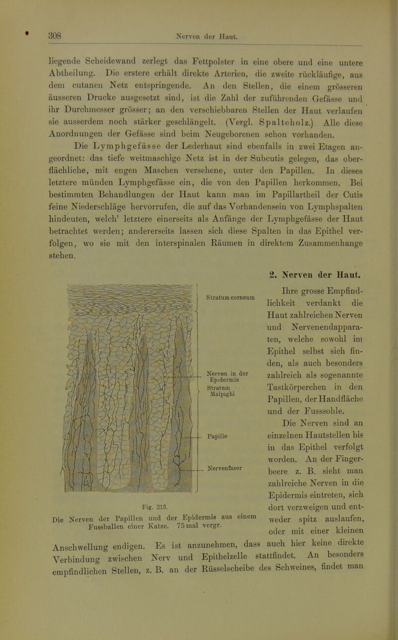 liegende Scheidewand zerlegt das Fettpolster in eine obere und eine untere Abtheilung. Die erstere erhält direkte Arterien, die zweite rückläufige, aus dem cutanen Netz entspringende. An den Stellen, die einem grösseren äusseren Drucke ausgesetzt sind, ist die Zahl der zuführenden Gefässe und ihr Durchmesser grösser; an den verschiebbaren Stellen der Haut verlaufen sie ausserdem noch stärker geschlängelt. (Vergl, Spalteholz.) Alle diese Anordnungen der Gefässe sind beim Neugeborenen schon vorhanden. Die Lymphgefässe der Lederhaut sind ebenfalls in zwei Etagen an- geordnet: das tiefe weitmaschige Netz ist in der Subcutis gelegen, das ober- flächliche, mit engen Maschen versehene, unter den Papillen. In dieses letztere münden Lymphgefässe ein, die von den Papillen herkommen. Bei bestimmten Behandlungen der Haut kann man im Papillartheil der Cutis feine Niederschläge hervorrufen, die auf das Vorhandensein von Lymphspalten hindeuten, welch' letztere einerseits als Anfänge der Lymphgefässe der Haut betrachtet werden; andererseits lassen sich diese Spalten in das Epithel ver- folgen, wo sie mit den interspinalen Räumen in direktem Zusammenhange stehen. Stratum corneum Nerven in der Epidermis Stratum MalpigM - - Papille Nervenfaser Fig. 213. Die Nerven der Papillen und der Epidermis aus einem Fussballen einer Katze. 75 mal vergr. 2. Nerven der Haut. Ihre grosse Empfind- lichkeit verdankt die Haut zahlreichen Nerven und Nervenendappara- ten, welche sowohl im Epithel selbst sich fin- den, als auch besonders zahlreich als sogenannte Tastkörperchen in den Papillen, der Handfläche und der Fusssohle. Die Nerven sind an einzelnen Hautstellen bis in das Epithel verfolgt worden. An der Finger- beere z. B. sieht man zahlreiche Nerven in die Epidermis eintreten, sich dort verzweigen und ent- weder spitz auslaufen, oder mit einer kleinen Anschwellung endigen. Es ist anzunehmen, dass auch hier keine direkte Verbindung zwischen Nerv und Epithelzelle stattfindet. An besonders empfindlichen Stellen, z. B. an der Rüsselscheibe des Schweines, findet man