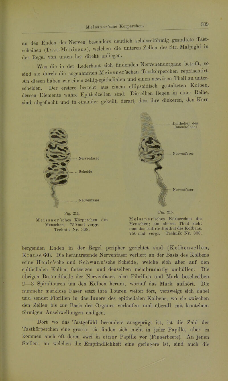 Meissuer'sche Körperchen. an den Enden der Nerven besonders deutlich schüsseiförmig gestaltete Tast- soheiben (Tast-Meniscus), welchen die unteren Zellen des Str. Malpighi m der Regel von unten her direkt anliegen. Was die in der Lederhaut sich findenden Nervenendorgane betrifft, so sind sie durch die sogenannten Meissner'sehen Tastkörperchen repräsentirt. An diesen haben wir einen zellig-epithelialen und einen nervösen Theil zu unter- scheiden. Der erstere besteht aus einem ellipsoidisch gestalteten Kolben, dessen Elemente wahre Epithelzellen sind. Dieselben liegen in einer Reihe, sind abgeflacht und in einander gekeilt, derart, dass ihre dickeren, den Kern Nervenfaser Scheide Nervenfaser Fig. 214. Meissner'sches Körperchen des Menschen. 750 mal vergr. Technik Nr. 308. Epithelien des Innenkolbens Nervenfaser — Nervenfaser Fig. 215. Meissner 'sches Körperchen des Menschen; am oberen Theil sieht man das isolirte Epithel des Kolbens. 750 mal vergr. Technik Nr. 308. bergenden Enden in der Regel peripher gerichtet sind (Kolbenzellen, Krause 60). Die herantretende Nervenfaser verliert an der Basis des Kolbens seine Henle'sche und Schwann'sche Scheide, welche sich aber auf den epithelialen Kolben fortsetzen und denselben merabranartig umhüllen. Die übrigen Bestandtheile der Nervenfaser, also Fibrillen und Mark beschreiben 2—3 Spiraltouren um den Kolben herum, worauf das Mark aufhört. Die nunmehr marklose Faser setzt ihre Touren weiter fort, verzweigt sich dabei und sendet Fibrillen in das Innere des epithelialen Kolbens, wo sie zwischen den Zellen bis zur Basis des Organes verlaufen und überall mit knötchen- förmigen Anschwellungen endigen. Dort wo das Tastgefühl besonders ausgeprägt ist, ist die Zahl der Tastkörperchen eine grosse; sie finden sich nicht in jeder Papille, aber es kommen auch oft deren zwei in einer Papille vor (Fingerbeere). An jenen Stellen, an welchen die Empfindlichkeit eine geringere ist, sind auch die