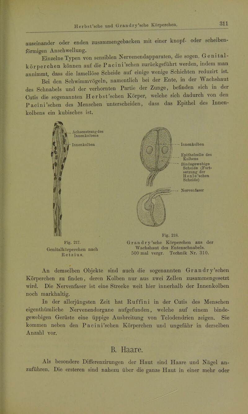 Herbst'sehe und Grandry'sche Körperchen. auseinander oder enden zusammengebacken mit einer knöpf- oder scheiben- förmigen Anschwellung. Einzelne Typen von sensiblen Nervenendapparaten, die sogen. Genital- körperchen können auf die Pacini'sehen zurückgeführt werden, indem man annimmt, dass die lamellöse Scheide auf einige wenige Schichten reduzirt ist. Bei den Schwimmvögeln, namentlich bei der Ente, in der Wachshaut des Schnabels und der verhornten Partie der Zunge, befinden sich in der Cutis die sogenannten Herbst'schen Körper, welche sich dadurch von den P acini'sehen des Menschen unterscheiden, dass das Epithel des Innen- kolbens ein kubisches ist. Achsen Strang des Innenkolbens Innenkolben - Innenkolben Epithelzelle des Kolbens ~ Bindegewebige Scheide (Fort- setzung der Henle'sehen Scheide) — Nervenfaser Fig. 217. Genitalkörperchen nach Retzius. Fig. 218. G r a n d r y 'sehe Körperchen aus der Wachshaut des Entenschuabels. 500 mal vergr. Technik Nr. 310. An demselben Objekte sind auch die sogenannten Gr an dr y'schen Körperchen zu finden, deren Kolben nur aus zwei Zellen zusammengesetzt wird. Die Nervenfaser ist eine Strecke weit hier innerhalb der Innenkolben noch markhaltig. In der allerjüngsten Zeit hat Ruffini in der Cutis des Menschen eigenthümliche Nervenendorgane aufgefunden, welche auf einem binde- gewebigen Gerüste eine üppige Ausbreitung von Telodendrien zeigen. Sie kommen neben den Pacini'schen Körperchen und ungefähr in derselben Anzahl vor. B. Haare. Als besondere Differenzirungen der Haut sind Haare und Nägel an- zuführen. Die ersteren sind nahezu über die ganze Haut in einer mehr oder