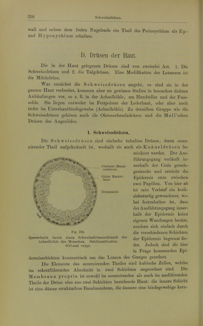Schweissdrüsen. wall und neben dem freien Nagelende ein Theil des Perionyehium als Ep- und Hyponychium erhalten. D. Drüsen der Haut. Die in der Haut gelegenen Drüsen sind von zweierlei Art. 1. Die Schweissdrüsen und 2. die Talgdrüsen. Eine Modifikation der Letzteren ist die Milchdrüse. Was zunächst die Schweissdrüsen angeht, so sind sie in der ganzen Haut verbreitet, kommen aber an gewissen Stellen in besonders dichten Anhäufungen vor, so z. B. in der Achselhöhle, am Handteller und der Fuss- sohle. Sie liegen entweder im Fettpolster der Lederhaut, oder aber noch tiefer im Unterhautbindegewebe (Achselhöhle). Zu derselben Gruppe wie die Schweissdrüsen gehören auch die Ohrenschmalzdrüsen und die Moll'schen Drüsen des Augenlides. 1. Schweissdrüsen. Die Schweissdrüsen sind einfache tubulöse Drüsen, deren secer- nirender Theil aufgeknäuelt ist, weshalb sie auch als Knäueldrüsen be- zeichnet werden. Der Aus- führungsgang verläuft in- nerhalb der Cutis gerade- gestreckt und erreicht die Epidermis stets zwischen zwei Papillen. Von hier ab ist sein Verlauf ein kork- zieherartig gewundener, wo- bei festzuhalten ist, dass der Ausführungsgang inner- halb der Epidermis keine eigenen Wandungen besitzt, sondern sich einfach durch die verschiedenen Schichten Querschnitt durch einen Schweissdrüsenschlauch der ^^j, Epidermis begrenzt fin- Achselhöhle des Menschen. Sublimatfixation. . 7 j- i • 600 mal vergr. det. Jedoch smd die hier in Frage kommenden Epi- dermisschichten konzentrisch um das Lumen des Ganges geordnet. Die Elemente des secernirenden Theiles sind kubische Zellen, welche im sekretführenden Abschnitt in zwei Schichten angeordnet sind. Die Membrana propria ist sowohl im secernirenden als auch im ausführenden Theile der Diiise eine aus zwei Schichten bestehende Haut: die innere Schicht ist eine dünne strukturlose Basalmembran, die äussere eine bindegewebige kern-