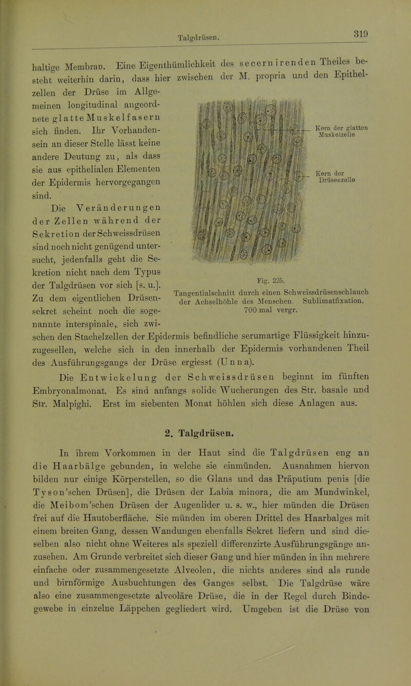 Talgdrüsen. Korn dor glatten Muslselzelle Kern der Driisenzelle haltige MembraiD. Eine Eigentliümlichkeit des secern irenden Theiles be- steht weiterhin darin, dass hier zwischen der M. propria und den Epithel- zellen der Drüse im Allge- meinen longitudinal angeord- , '•• •^ff ''•! • '^-'7 r-h' - nete glatte Muskelfasern sich finden. Ihr Vorhanden- sein an dieser Stelle lässt keine andere Deutung zu, als dass sie aus epithelialen Elementen der Epidermis hervorgegangen sind. Die Veränderungen der Zellen während der Sekretion derSchweissdrüsen sind noch nicht genügend unter- sucht, jedenfalls geht die Se- kretion nicht nach dem Typus der Talgdrüsen vor sich [s. u.]. Zu dem eigentlichen Drüsen- sekret scheint noch die' soge- nannte interspinale,, sich zwi- schen den Stachelzellen der Epidermis befindliche serumartige Flüssigkeit hinzu- zugesellen, welche sich in den innerhalb der Epidermis vorhandenen Theil des Ausführungsgangs der Drüse ergiesst (Unna). Die Entwickelung der Schweissdrüsen beginnt im fünften Embryonalmonat. Es sind anfangs solide Wucherungen des Str. basale und Str. Malpighi. Erst im siebenten Monat höhlen sich diese Anlagen aus. •1» / Fig. 225. Tangentialschnitt durch einen Schweissdrüsenschlaueh der Achselhöhle des Mensehen. Sublimatfixation. 700 mal vergr. 2. Talgdrüsen. In ihrem Vorkommen in der Haut sind die Talgdrüsen eng au die Haarbälge gebunden, in welche sie einmünden. Ausnahmen hiervon bilden nur einige Körperstellen, so die Glans und das Präputium penis [die Tyson'schen Drüsen], die Drüsen der Labia minora, die am Mundwinkel, die Meibom'schen Drüsen der Augenlider u. s. w., hier münden die Drüsen frei auf die Hautoberfläche. Sie münden im oberen Drittel des Haarbalges mit einem breiten Gang, dessen Wandungen ebenfalls Sekret liefern und sind die- selben also nicht ohne Weiteres als speziell differenzirte Ausführungsgänge an- zusehen. Am Grunde verbreitet sich dieser Gang und hier münden in ihn mehrere einfache oder zusammengesetzte Alveolen, die nichts anderes sind als runde und birnförmige Ausbuchtungen des Ganges selbst. Die Talgdrüse wäre also eine zusammengesetzte alveoläre Drüse, die in der Kegel durch Binde- gewebe in einzelne Läppchen gegliedert wird. Umgeben ist die Drüse von