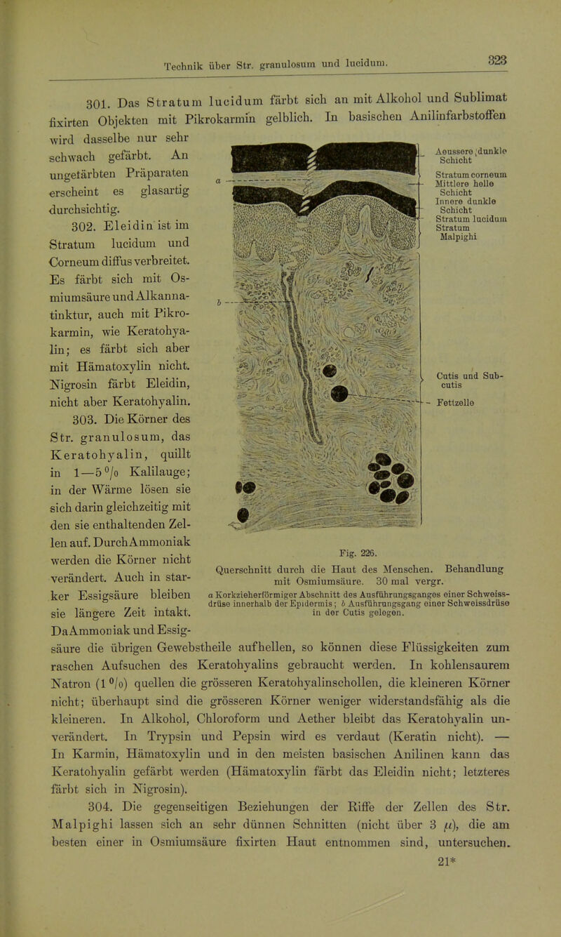 Technik über Str. granulosura und luciduni. a - Aeussere; dunkle Schicht Stratum corneum Mittlere helle Schicht Innere dunkle Schicht Stratum lucidum Stratum Malpighi ^1 ^^^^ Iis 301. Das Stratum lucidum färbt sich an mit Alkohol und Sublimat fixirten Objekten mit Pikrokarmin gelblich. In basischen Anilinfarbstoffen wird dasselbe nur sehr schwach gefärbt. An ungefärbten Präparaten erscheint es glasartig durchsichtig. 302. Eleidin ist im Stratum lucidum und Corneum diffus verbreitet. Es färbt sich mit Os- miumsäure und Alkanna- tinktur, auch mit Pikro- karmin, wie Keratohya- lin; es färbt sich aber mit Hämatoxylin nicht. Nigrosin färbt Eleidin, nicht aber Keratohyalin. 303. Die Körner des Str. granulosum, das Keratohyalin, quillt in 1—5°/o Kalilauge; in der Wärme lösen sie sich darin gleichzeitig mit den sie enthaltenden Zel- len auf. Durch Ammoniak werden die Körner nicht verändert. Auch in star- ker Essigsäure bleiben sie längere Zeit intakt. Cutis und Sub- cutis - Fetlzelle Fig. 226. Querschnitt durch die Haut des Menschen. Behandlung mit Osmiumsäure. 30 mal vergr. a Korkzieherförmiger Abschnitt des Ausführungsganges einer Schweiss- drüse innerhalb der Epidermis; h Ausführungsgang einer Schweissdrüse iu der Cutis gelegen. Da Ammoniak und Essig- säure die übrigen Gewebstheile aufhellen, so können diese Flüssigkeiten zum raschen Aufsuchen des Keratohyalins gebraucht werden. In kohlensaurem Natron (l'^/o) quellen die grösseren KeratohyalinschoUen, die kleineren Körner nicht; überhaupt sind die grösseren Körner weniger widerstandsfähig als die kleineren. In Alkohol, Chloroform und Aether bleibt das Keratohyalin un- verändert. In Trypsin und Pepsin wird es verdaut (Keratin nicht). — In Karmin, Hämatoxylin und in den meisten basischen Anilinen kann das Keratohyalin gefärbt werden (Hämatoxylin färbt das Eleidin nicht; letzteres färbt sich in Nigrosin). 304. Die gegenseitigen Beziehungen der Riffe der Zellen des Str. Malpighi lassen sich an sehr dünnen Schnitten (nicht über 3 die am besten einer in Osmiumsäure fixirten Haut entnommen sind, untersuchen. 21*
