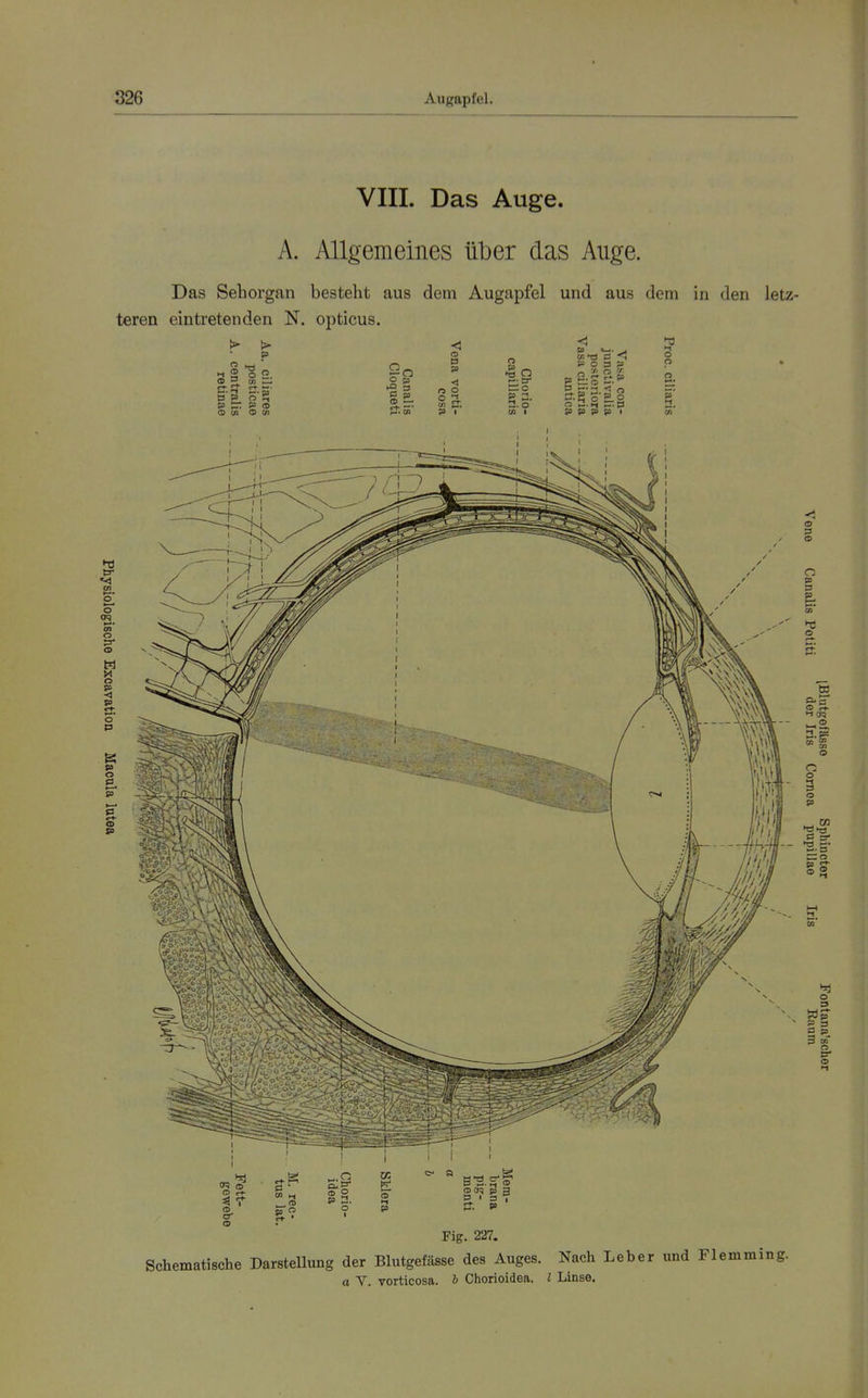 VIIL Das Auge. A. Allgemeines über das Auge. Das Sehorgan besteht aus dem Augapfel und aus dem in den letz- teren eintretenden N. opticus. o O (A P (D O p <D ■—' <1 (D P n 2 o 2- «1 ET. ?> I o ^ O a. o Ol • Si o 3 a o 2i X p p p p , •T3 o CD Ol o o H o' P 8. <D 9 0) iT3 o tu -2,  c o •-1 3 O P M e-t- o Wp P 3 C p tr o Fig. 227. Schematische Darstellung der Blutgefässe des Auges. Nach Leber und Flemming. a V. vorticosa. b Chorioidea. l Linse.