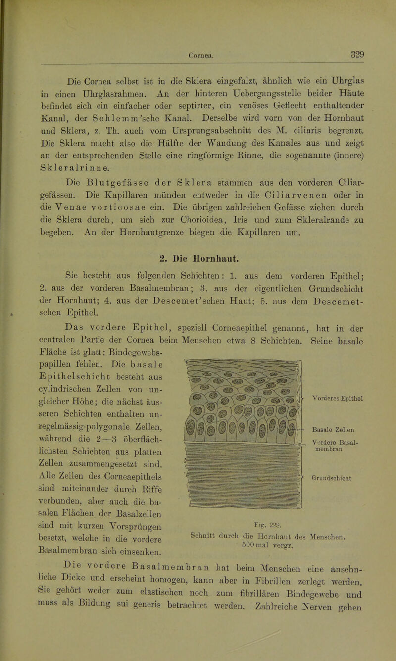 Die Cornea selbst ist in die Sklera eingefalzt, ähnlich Avie ein Uhrglas in einen Uhrglasrahmen. An der hinteren Uebergangsstelle beider Häute befindet sich ein einfacher oder septirter, ein venöses Geflecht enthaltender Kanal, der Sohle mm'sehe Kanal. Derselbe wird vorn von der Hornhaut und Sklera, z. Th. auch vom Ursprungsabschnitt des M. ciliaris begrenzt. Die Sklera macht also die Hälfte der Wandung des Kanales aus und zeigt an der entsprechenden Stelle eine ringförmige Rinne, die sogenannte (innere) Skleralrinne. Die Blutgefässe der Sklera stammen aus den vorderen Ciliar- gefässen. Die Kapillaren münden entweder in die Ciliarvenen oder in dieVenae vorticosae ein. Die übrigen zahlreichen Gefässe ziehen durch die Sklera durch, um sich zur Chorioidea, Iris und zum Skleralrande zu begeben. An der Hornhautgrenze biegen die Kapillaren um. 2. Die Hornhaut. Sie besteht aus folgenden Schichten: 1. aus dem vorderen Epithel; 2. aus der vorderen Basalmembran; 3. aus der eigentlichen Grundschicht der Hornhaut; 4. aus der Descemet'schen Haut; 5. aus dem Descemet- schen Epithel. Das vordere Epithel, speziell Corneaepithel genannt, hat in der centralen Partie der Cornea beim Menschen etwa 8 Schichten. Seine basale Fläche ist glatt; Bindegewebs- papillen fehlen. Die basale Epithelschicht besteht aus cylindrischen Zellen von un- gleicher Höhe; die nächst äus- seren Schichten enthalten un- regelmässig-polygonale Zellen, während die 2—3 öberfläch- lichsten Schichten aus platten Zellen zusammengesetzt sind. Alle Zellen des Corneaepithels sind miteinander durch Riffe verbunden, aber auch die ba- salen Flächen der Basalzellen sind mit kurzen Vorsprüngen besetzt, welche in die vordere Basalmembran sich einsenken. Die vordere Basalmembran hat beim Menschen eine ansehn- liche Dicke und erscheint homogen, kann aber in Fibrillen zerlegt werden. Sie gehört weder zum elastischen noch zum fibrillären Bindegewebe und muss als Bildung sui generis betrachtet werden. Zahlreiche Nerven gehen 5.- Vorderes Epithel Basale Zelleu Vordere Basal- membran Gruudschicht Fig. 228. Schnitt durch die Hornhaut des Menschen. 500 mal vergr.