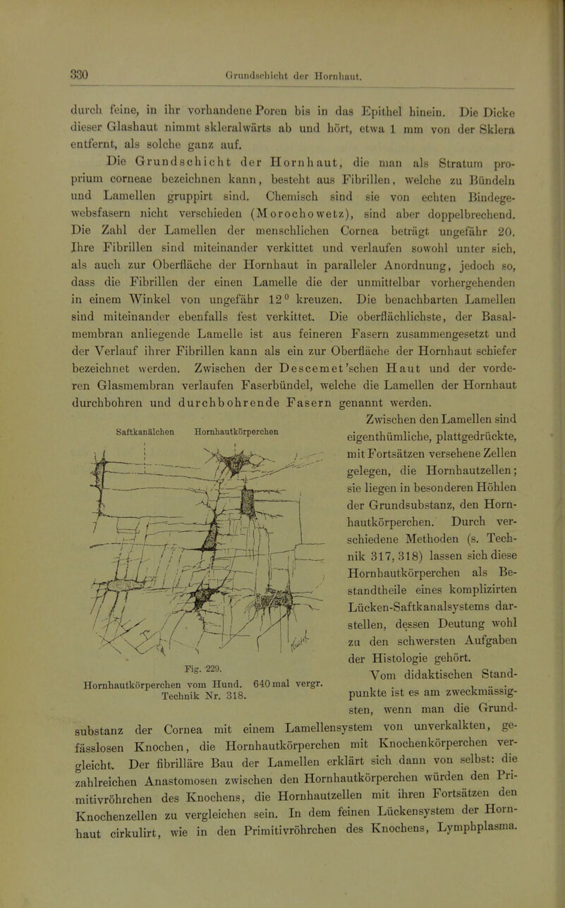 durch feine, i» ihr vorhandene Poren bis in das Epithel hinein. Die Dicke dieser Glashaut nimmt skleralwärts ab und hört, etwa 1 mm von der Sklera entfernt, als solche ganz auf. Die Grundschicht der Hornhaut, die man als Stratum pro- prium corneae bezeichnen kann, besteht aus Fibrillen, welche zu Bündeln und Lamellen gruppirt sind. Chemisch sind sie von echten Bindege- websfasern nicht verschieden (Morochowetz), sind aber doppelbrechend. Die Zahl der Lamellen der menschlichen Cornea beträgt ungefähr 20. Ihre Fibrillen sind miteinander verkittet und verlaufen sowohl unter sich, als auch zur Oberfläche der Hornhaut in paralleler Anordnung, jedoch so, dass die Fibrillen der einen Lamelle die der unmittelbar vorhergehenden in einem Winkel von ungefähr 12° kreuzen. Die benachbarten Lamellen sind miteinander ebenfalls fest verkittet. Die oberflächlichste, der Basal- membran anliegende Lamelle ist aus feineren Fasern zusammengesetzt und der Verlauf ihrer Fibrillen kann als ein zur Oberfläche der Hornhaut schiefer bezeichnet werden. Zwischen der Descemet'sehen Haut und der vorde- ren Glasmembran verlaufen Faserbündel, welche die Lamellen der Hornhaut durchbohren und durchbohrende Fasern genannt werden. Zwischen den Lamellen sind Saftkanälchen Hornhautkörperchen eigenthümliche, plattgedrückte, mit Fortsätzen versehene Zellen gelegen, die Hornhautzellen; sie liegen in besonderen Höhlen der Grundsubstanz, den Horn- hautkörperchen. Durch ver- schiedene Methoden (s. Tech- nik 317,318) lassen sich diese Hornhautkörperchen als Be- standtheile eines komplizirten Lücken-Saftkanalsystems dar- stellen, dessen Deutung wohl zu den schwersten Aufgaben der Histologie gehört. Vom didaktischen Stand- punkte ist es am zweckmässig- sten, wenn man die Grund- substanz der Cornea mit einem Lamellensystem von unverkalkten, ge- fässlosen Knochen, die Hornhautkörperchen mit Kuochenkörperchen ver- gleicht. Der fibrilläre Bau der Lamellen erklärt sich dann von selbst: die zahlreichen Anastomosen zwischen den Hornhautkörperchen würden den Pri- mitivröhr chen des Knochens, die Hornhautzellen mit ihren Fortsätzen den Knochenzellen zu vergleichen sein. In dem feinen Lückensystem der Horn- haut cirkulirt, wie in den Primitivröhrchen des Knochens, Lymphplasma. Fig. -229. Hornhautkörperchen vom Hund. 640 mal vergr. Technik Nr, 318.