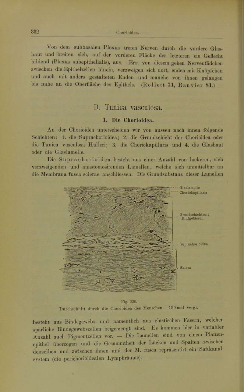 Von dem subbasaleii Plexus ü-eten Nerven durch die vordere Glas- haut und breiten sich, auf der vorderen Fläche der letzteren ein Geflecht bildend (Plexus subepithelialis), aus. Erst von diesem gehen Nervenfädchen zwischen die Epithelzelleu hinein, verzweigen sich dort, enden mit Kuöpfchen und auch mit anders gestalteten Enden und manche von ihnen gelangen bis nahe an die Oberfläche des Epithels. (Rollett 71, Ran vier 81.) D. Timica vasculosa. 1. Die Chorioidea. An der Chorioidea unterscheiden wir von aussen nach innen folgende Schichten: 1. die Suprachorioidea; 2. die Grundschicht der Chorioidea oder die Tunica vasculosa Halleri; 8. die Choriokapillaris und 4. die Glashaut oder die Glaslamelle. Die Suprachorioidea besteht aus einer Anzahl von lockeren, sich verzweigenden und auastomosirenden Lamellen, welche sich unmittelbar an die Membrana fusca sclerae anschliessen. Die Grundsubstanz dieser Lamellen :;=7fip\c^,-A^i;^^wj^^£^;,^,_.^,.,..,,,_,^ ölaslamelle >j^i Choriokapillaris Fig. 230. Durchschnitt durch die Chorioidea des Menschen. 130 mal vergr. besteht aus Bindegewebs- und namentlich aus elastischen Fasern, welchen spärliche Bindegewebszelleu beigemengt sind. Es kommen hier in variabler Anzahl auch Pigmentzellen vor. — Die Lamellen sind von einem Platten- epithel überzogen und die Gesammtheit der Lücken und Spalten zwischen denselben und zwischen ihnen und der M. fusca repräsentirt ein Saftkanal- system (die perichorioidealen Lymphräume).