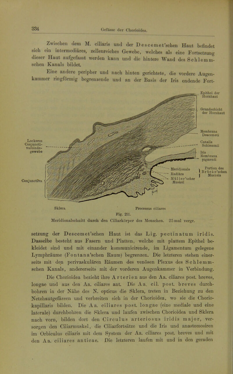 Gefiisse der Chorioidea. Zwischen dem M. ciliaris und der Descemet'schen Haut befindet sich ein intermediäres, zellenreiches Gewebe, welches als eine Fortsetzung dieser Haut aufgefasst werden kann und die hintere Wand des Seh lern ra- schen Kanals bildet. Eine andere peripher und nach hinten gerichtete, die vordere Augen- kammer ringförmig begrenzende und an der Basis der Iris endende Fort- Lockeres Conjuncti- valbinde- gewebe ConjunctiVa Meridionale Radiäre Mül ler'scher Muskel Epithel der Hornhaut Grundschicht der Hornhaut Membrana Descemeti Canalis Schleinmii Iris Membrana pigmenti N Portion des l Brück e'sehen i Muskels Sklera  Processus ciliares Fig. 231. Meridionalschnitt durch den Ciliarkörper des Menschen. 25 mal vergr. Setzung der Descemet'schen Haut ist das Lig. pectinatum iridis. Dasselbe besteht aus Fasern und Platten, welche mit plattem Epithel be- kleidet sind und mit einander kommunicirende, im Ligamentum gelegene Lymphräume (Fontana'schen Raum) begrenzen. Die letzteren stehen einer- seits mit den perivaskulären Räumen des venösen Plexus des Schlemm- schen Kanals, andererseits mit der vorderen Augenkammer in Verbindung. Die Chorioidea bezieht ihre Arterien aus den Aa. ciliares post. breves, longae und aus den Aa. ciliares ant. Die Aa. eil. post. breves durch- bohren in der Nähe des N. opticus die Sklera, treten in Beziehung zu den Netzhautgefassen und verbreiten sich in der Chorioidea, wo sie die Chorio- kapillaris bilden. Die Aa. ciliares post. longae (eine mediale und eine laterale) durchbohren die Sklera und laufen zwischen Chorioidea und Sklera nach vorn, bilden dort den Circulus arteriosus iridis major, ver- sorgen den Ciliarmuskel, die Ciliarfortsätze und die Iris und anastomosiren im Orbiculus ciliaris mit dem System der Aa. ciliares post. breves und mit den Aa. ciliares anticae. Die letzteren laufen mit und in den geraden
