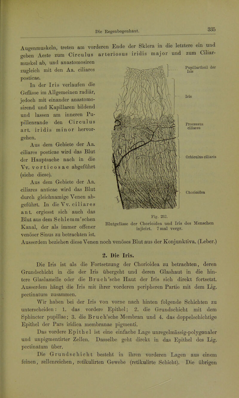 Die Regenbogenhaut. Pupillartheil der Iiis Iris Processus ciliaies Orbiculus ciliaris Augenmuskeln, treten am vorderen Ende der Sklera in die letztere ein und geben Aeste zum Circulus arteriosus iridis major und zum Ciliar- muskel ab, und anastomosiren zusleich mit den Aa. ciliares posticae. In der Iris verlaufen die Gefässe im Allgemeinen radiär, jedoch mit einander anastomo- sirend und Kapillaren bildend und lassen am inneren Pu- pillenrande den Circulus art. iridis minor hervor- gehen. Aus dem Gebiete der Aa. ciliares posticae wird das Blut der Hauptsache nach in die Vv. vorticosae abgeführt (siehe diese). Aus dem Gebiete der Aa. ciliares anticae wird das Blut durch gleichnamige Venen ab- geführt. In die V V. c i 1 i a r e s ant. ergiesst sich auch das Blut aus dem Schlemm'sehen Kanal, der als immer offener venöser Sinus zu betrachten ist. Ausserdem beziehen diese Venen noch venöses Blut aus der Konjunktiva. (Leber.) 2. Die Iris. Die Iris ist als die Fortsetzung der Chorioidea zu betrachten, deren Grundschicht in die der Iris übergeht und deren Glashaut in die hin- tere Glaslamelle oder die Bruch'sehe Haut der Iris sich direkt fortsetzt. Ausserdem hängt die Iris mit ihrer vorderen peripheren Partie mit dem Lig. pectinatum zusammen. Wir haben bei der Iris von vorne nach hinten folgende Schichten zu unterscheiden : 1. das vordere Epithel; 2. die Grundschicht mit dem Sphincter pupillae; 3. die Bruch'sche Membran und 4. das doppelschichtige Epithel der Pars iridica membranae pigmenti. Das vordere Epithel ist eine einfache Lage unregelmässig-polygonaler und unpigmentirter Zellen. Dasselbe geht direkt in das Epithel des Lig. pectinatum über. Die Grundschicht besteht in ihren vorderen Lagen aus einem feinen, zellenreichen, retikulirten Gewebe (retikulirte Schicht). Die übrigen Chorioidea Fig. 232. Blutgefässe der Chorioidea und Iris des Menschen injicirt. 7 mal vergr.