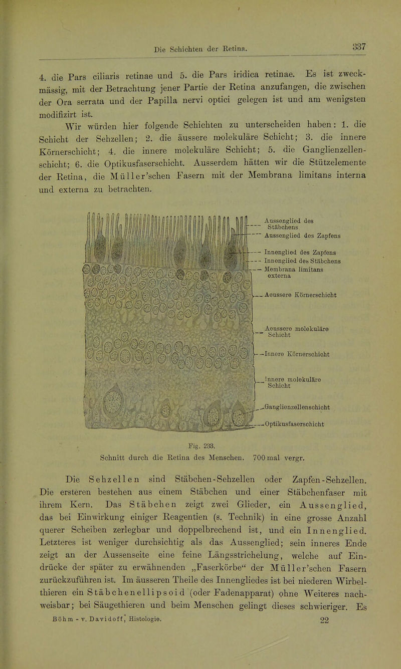 Die Schichten der Eetina. 4. die Pars ciliaris retinae und 5. die Pars iridica retinae. Es ist zweck- mässig, mit der Betrachtung jener Partie der Ketina anzufangen, die zwischen der Ora serrata und der Papilla nervi optici gelegen ist und am wenigsten modifizirt ist. Wir würden hier folgende Schichten zu unterscheiden haben: 1. die Schicht der Sehzellen; 2. die äussere molekuläre Schicht; 3. die innere Körnerschicht; 4. die innere molekuläre Schicht; 5. die Ganglienzellen- Schicht; 6. die Optikusfaserschicht. Ausserdem hätten wir die Stützelemente der Ketina, die Müller'schen Fasern mit der Membrana limitans interna und externa zu betrachten. Innere molekuläre  Schicht .Ganglienzellenschicht _ _ — Optikusfaserschicht Fig. 233. Schnitt durch die Eetina des Menschen. 700 mal vergr. Die Sehzellen sind Stäbchen-Sehzellen oder Zapfen-Sehzellen. Die ersteren bestehen aus einem Stäbchen und einer Stäbchenfaser mit ihrem Kern. Das Stäbchen zeigt zwei Glieder, ein Aussenglied, das bei Einwirkung einiger Keagentien (s. Technik) in eine grosse Anzahl querer Scheiben zerlegbar und doppelbrechend ist, und ein Inn eng Ii ed. Letzteres ist weniger durchsichtig als das Aussenglied; sein inneres Ende zeigt an der Aussenseite eine feine Längsstrichelung, welche auf Ein- drücke der später zu erwähnenden „Faserkörbe der Müller'schen Fasern zurückzuführen ist. Im äusseren Theile des Innengliedes ist bei niederen Wirbel- thieren einStäbchenellipsoid (oder Fadenapparat) ohne Weiteres nach- weisbar; bei Säugethieren und beim Menschen gelingt dieses schwieriger. Es Böhm - V. DavidoffHistologie. 22