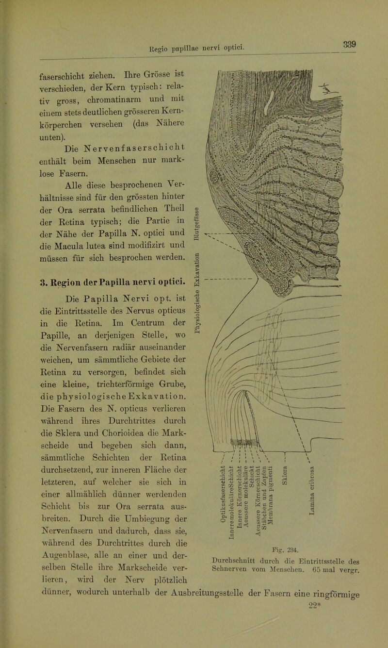 Regio papillae nervi optici. c3 o • r-t > M X W <D ja •i-< bO O faserschicht ziehen. Ihre Grösse ist verschieden, der Kern typisch: rela- tiv gross, chromatinarm und mit einem stets deutlichen grösseren Kern- körperchen versehen (das Nähere unten). Die Nervenfaserschicht enthält beim Menschen nur mark- lose Fasern. Alle diese besprochenen Ver- hältnisse sind für den grössten hinter der Ora serrata befindlichen Theil der Ketina typisch; die Partie in der Nähe der Papilla N. optici und die Macula lutea sind modifizirt und müssen für sich besprochen werden. 3. Region der Papilla nervi optici. Die Papilla Nervi opt. ist die Eintrittsstelle des Nervus opticus in die Retina. Im Centrum der Papille, an derjenigen Stelle, wo die Nervenfasern radiär auseinander weichen, um sämmtliche Gebiete der Retina zu versorgen, befindet sich eine kleine, trichterförmige Grube, die physiologische Exkavation. Die Fasern des N. opticus verlieren während ihres Durch tri ttes durch die Sklera und Chorioidea die Mark- scheide und begeben sich dann, sämmtliche Schichten der Retina durchsetzend, zur inneren Fläche der letzteren, auf welcher sie sich in einer allmählich dünner werdenden Schicht bis zur Ora serrata aus- breiten. Durch die Umbiegung der Nervenfasern und dadurch, dass sie, während des Durchtrittes durch die Augenblase, alle an einer und der- selben Stelle ihre Markscheide ver- lieren, wird der Nerv plötzlich dünner, wodurch unterhalb der Ausbreitungsstelle der Fasern eine ringförmige 22* S 2 I i2 Sä o. g <D ^ » gl o 'S <B -ö ^ :0 ä Kl o « © Q) < CS M <I> CS cn o M a Fig. 234. Durchschnitt durch die Eintrittsstelle des Sehnerven vom Menschen. 65 mal vergr.