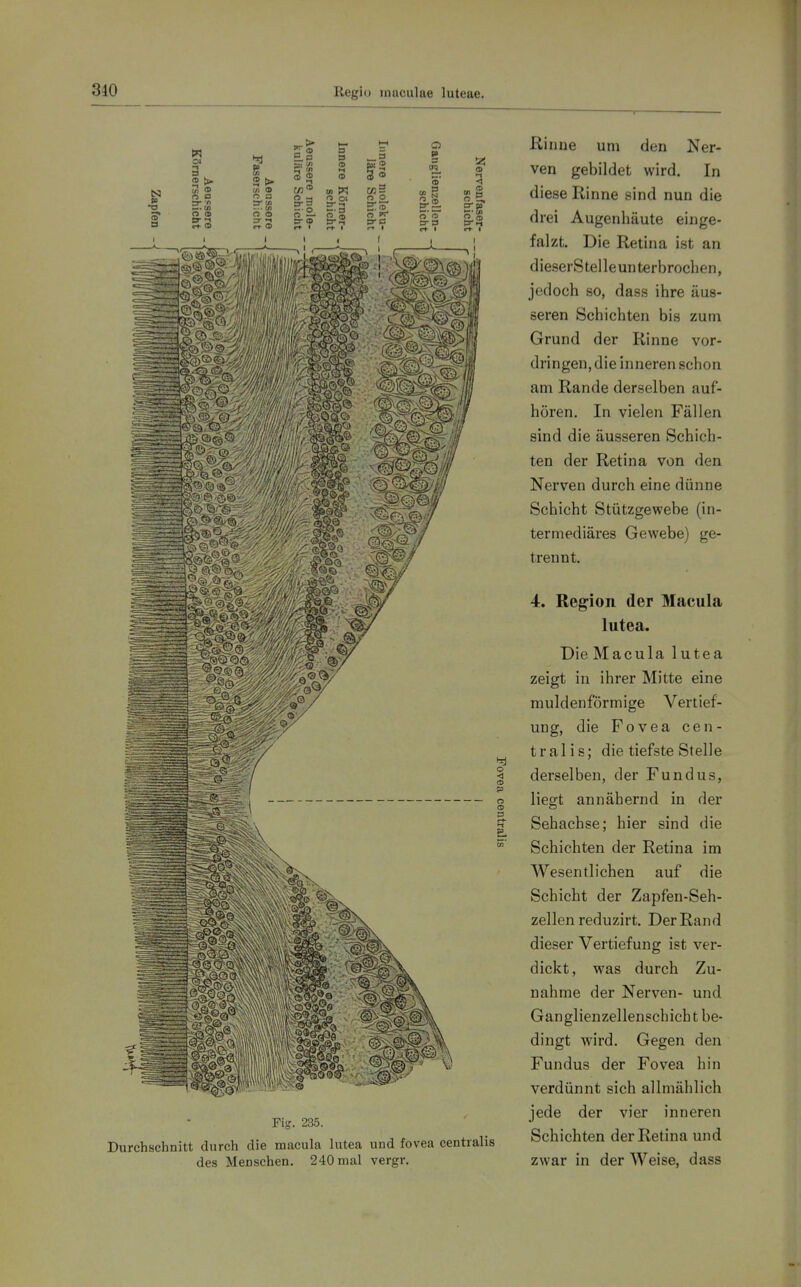 es5 o W Ol a « » n (D O Fig. 235. Durchschnitt durch die macula lutea und fovea centralis des Menschen. 240 mal vergr. Rinue um den Ner- ven gebildet wird. In diese Rinne sind nun die drei Augenhäute einge- falzt. Die Retina ist an d ieserS teile un terbrochen, jedoch 80, dass ihre äus- seren Schichten bis zum Grund der Rinne vor- dringen, die inneren schon am Rande derselben auf- hören. In vielen Fällen sind die äusseren Schich- ten der Retina von den Nerven durch eine dünne Schicht Stützgewebe (in- termediäres Gewebe) ge- trennt. 4. Region der Macula lutea. Die Macula lutea zeigt in ihrer Mitte eine muldenförmige Vertief- ung, die Fovea cen- tralis; die tiefste Stelle derselben, der Fundus, liegt annähernd in der Sehachse; hier sind die Schichten der Retina im Wesentlichen auf die Schicht der Zapfen-Seh- zellen reduzirt. Der Rand dieser Vertiefung ist ver- dickt, was durch Zu- nahme der Nerven- und Ganglienzellenschicht be- dingt wird. Gegen den Fundus der Fovea hin verdünnt sich allmählich jede der vier inneren Schichten der Retina und zwar in der Weise, dass