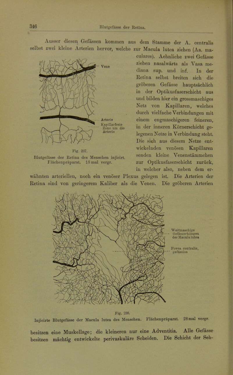 Blutgefässe der Ketlna. - Vene Ausser diesen Gefässen kommen aus dem Stamme der A. centralis selbst zwei kleine Arterien hervor, welche zur Macula lutea ziehen (Aa. ma- culares). Aehnliche zwei Gefässe ziehen nasalwärts als Vasa me- diana sup, und inf. In der Retina selbst breiten sich die gröberen Gefässe hauptsächlich in der Optikusfaserschicht aus und bilden hier ein grossmaschiges Netz von Kapillaren, welches durch vielfache Verbindungen mit einem engmaschigeren feineren, in der inneren Körnerschicht ge- legenen Netze in Verbindung steht. Die sich aus diesem Netze ent- wickelnden venösen Kapillaren senden kleine Venenstämrachen zur Optikusfaserschicht zurück, in welcher also, neben dem er- wähnten arteriellen, noch ein venöser Plexus gelegen ist. Die Arterien der Retina sind von geringerem Kaliber als die Venen. Die gröberen Arterien Arterie Kapillarfreie Zone um die Arterie Fig. 237. Blutgefässe der Retina des Menschen injicirt. Flächenpräparat. 18 mal vergr. Weitmaschige üefässsphlingen der Macula lutea Fovea centralis, trefässios Fig. 238. Injicirte Blutgefässe der Macula lutea des Menschen. Flächenpräparat. 28 mal vergr. besitzen eine Muskellage; die kleineren nur eine Adventitia. Alle Gefässe besitzen mächtig entwickelte perivaskuläre Scheiden. Die Schicht der Seh-