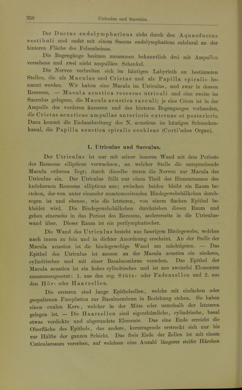 Utriculus und Sacculus. Der Ductus endolymphaticus zieht durch den Aquaeductus vestibuli und endet mit einem Saccus endolymphaticus subdural an der hinteren Fläche des Felsenbeines. Die Bogengänge besitzen zusammen bekanntlich drei mit Ampullen versehene und zwei nicht ampulläre Schenkel. Die Nerven verbreiten sich im häutigen Labyrinth an bestimmten Stellen, die als Maculae und Cristae und als Papilla spiralis be- nannt werden. Wir haben eine Macula im Utriculus, und zwar in dessen Eecessus, — Macula acustica recessus utriculi und eine zweite im Sacculus gelegene, die Macula acustica sacculi; je eine Crista ist in der Ampulle des vorderen äusseren und des hinteren Bogenganges vorhanden, die Cristae acusticae ampullae anterioris externae et posterioris. Dazu kommt die Endausbreitung des N. acusticus im häutigen Schnecken- kanal, die Papilla acustica spiralis Cochleae (Corti'sches Organ). 1. Utriculus und Sacculus. Der Utriculus ist nur mit seiner inneren Wand mit dem Perioste des Recessus ellipticus verwachsen, an welcher Stelle die entsprechende Macula cribrosa liegt; durch dieselbe treten die Nerven zur Macula des Utriculus ein. Der Utriculus füllt nur einen Theil des Binnenraumes des knöchernen Recessus ellipticus aus; zwischen beiden bleibt ein Raum be- stehen, der von unter einander anastomosirenden Bindegewebsbälkehen durch- zogen ist und ebenso, wie die letzteren, von einem flachen Epithel be- kleidet wird. Die Bindegewebsbälkehen durchziehen diesen Raum und gehen einerseits in das Periost des Recessus, andererseits in die Utriculus- wand über. Dieser Raum ist ein perilymphatischer. Die Wand des Utriculus besteht aus faserigem Bindegewebe, welches nach innen zu fein und in dichter Anordnung erscheint. An der Stelle der Macula acustica ist die bindegewebige Wand am mächtigsten. — Das Epithel des Utriculus ist aussen an der Macula acustica ein niederes, cylindrisches und mit einer Basalmembran versehen. Das Epithel der Macula acustica ist ein hohes cylindrisches und ist aus zweierlei Elementen zusammengesetzt: 1. aus den sog. Stütz- oder Fadenzellen und 2. aus den Hör- oder Haarzellen. Die ersteren sind lange Epithelzellen, welche mit einfachen oder gespaltenen Fussplatten zur Basalmembran in Beziehung stehen. Sie haben einen ovalen Kern, welcher in der Mitte oder unterhalb der letzteren gelegen ist. — Die Haarzellen sind eigenthümliche, cylindrische, basal etwas verdickte und abgerundete Elemente. Das eine Ende erreicht die Oberfläche des Epithels, das andere, kerntragende erstreckt sich nur bis zur Hälfte der ganzen Schicht. Das freie Ende der Zellen ist mit einem Cuticularsaum versehen, auf welchem eine Anzahl längerer steifer Härchen