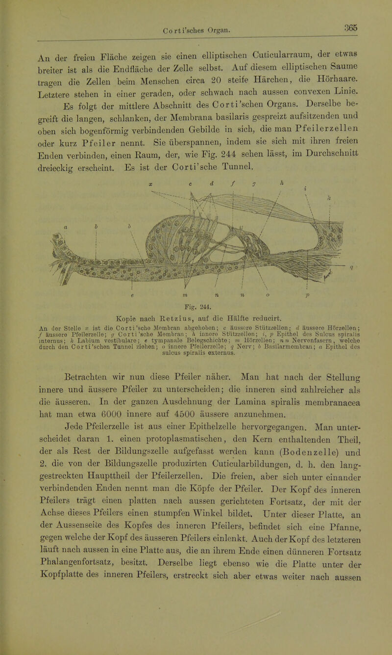 An der freieu Fläche zeigen sie einen elliptischen Ciiticularraum, der etwas breiter ist als die Endfläche der Zelle selbst. Auf diesem elliptischen Saume tragen die Zellen beim Menschen circa 20 steife Härchen, die Hörhaare. Letztere stehen in einer geraden, oder schwach nach aussen convexen Linie. Es folgt der mittlere Abschnitt des Corti'sehen Organs. Derselbe be- greift die langen, schlanken, der Membrana basilaris gespreizt aufsitzenden und oben sich bogenförmig verbindenden Gebilde in sich, die man Pfeilerzellen oder kurz Pfeiler nennt. Sie überspannen, indem sie sich mit ihren freien Enden verbinden, einen Raum, der, wie Fig. 244 sehen lässt, im Durchschnitt dreieckig erscheint. Es ist der Cor ti'sehe Tunnel. X c d f 0 ^ . e m n n o p Fig. 244. Kopie nach Ketzins, auf die Hälfte reducirt. An der Stelle x ist die Corti'sche Mombran abgehoben; c äussere Stiitzzellon; d äussere Hörzellen; / äussere Pfeilerzelle; g Corti'sche Membran; h innere Stützzellen; Epithel des Sulcus spiralis internus; k Labium vestibuläre; e tympanale Belegschichte; m Hörzellen; nn Nervenfasern, welche durch den Corti'sehen Tunnel ziehen; o innere Pfeilerzelle; q Nerv; b Basilarmembran; a Epithel des sulcus spiralis exteruus. Betrachten wir nun diese Pfeiler näher. Man hat nach der Stellung innere und äussere Pfeiler zu unterscheiden; die inneren sind zahlreicher als die äusseren. In der ganzen Ausdehnung der Lamina spiralis membranacea hat man etwa 6000 innere auf 4500 äussere anzunehmen. Jede Pfeilerzelle ist aus einer Epithelzelle hervorgegangen. Man unter- scheidet daran 1. einen protoplasmatischen, den Kern enthaltenden Theil, der als Rest der Bildungszelle aufgefasst werden kann (Bodenzelle) und 2. die von der Bildungszelle produzirten Cuticularbildungen, d. h. den lang- gestreckten Haupttheil der Pfeilerzellen. Die freien, aber sich unter einander verbindenden Enden nennt man die Köpfe der Pfeiler. Der Kopf des inneren Pfeilers trägt einen platten nach aussen gerichteten Fortsatz, der mit der Achse dieses Pfeilers einen stumpfen Winkel bildet. Unter dieser Platte, an der Aussenseice des Kopfes des inneren Pfeilers, befindet sich eine Pfanne, gegen welche der Kopf des äusseren Pfeilers einlenkt. Auch der Kopf des letzteren läuft nach aussen in eine Platte aus, die an ihrem Ende einen dünneren Fortsatz Phalangenfortsatz, besitzt. Derselbe liegt ebenso wie die Platte unter der Kopfplatte des inneren Pfeilers, erstreckt sich aber etwas weiter nach aussen