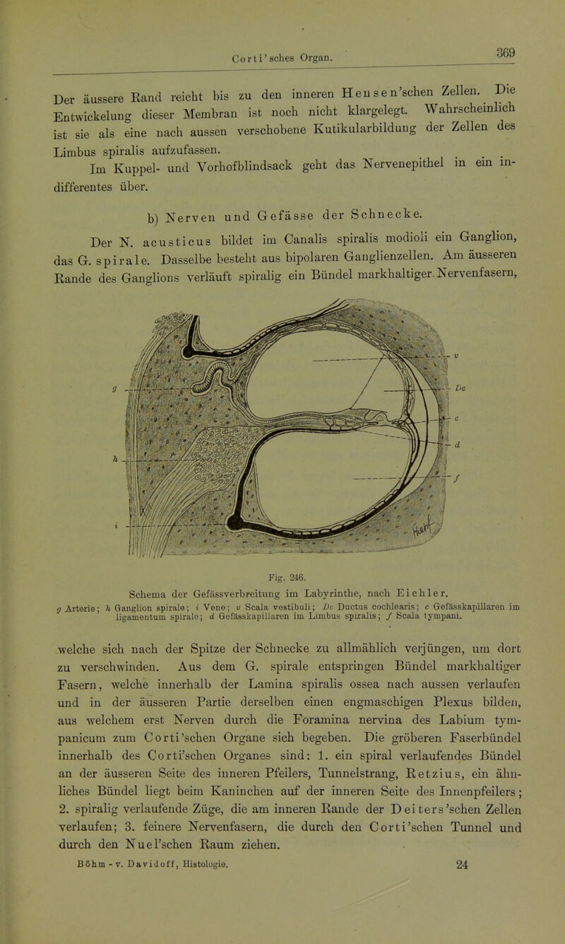 Der äussere Rand reicht bis zu den inneren Heusen'schen Zellen. Die EntWickelung dieser Membran ist noch nicht klargelegt. Wahrscheinlich ist sie als eine nach aussen verschobene Kutikularbilduiig der Zellen des Limbus spiralis aufzufassen. Im Kuppel- und Vorhofblindsack geht das Nervenepithel in ein in- differentes über. b) Nerven und Gefässe der Schnecke. Der N. acusticus bildet im Canalis spiralis modioli ein Ganglion, das G. Spirale. Dasselbe besteht aus bipolaren Ganglienzellen. Am äusseren Rande des Ganglions verläuft spiralig ein Bündel raarkhaltiger. Nervenfasern, Fig. 246. Schema der GefässVerbreitung im Labyrinthe, nach Eichler. o Arterie; h Ganglion spirale; i Vene; v Scala vestibuli; De Ductus cochlearis; c Gefässkapillaren im ligamentum spirale; d Gefässkapillaren im Limbus spiralis; / Scala tympani. welche sich nach der Spitze der Schnecke zu allmählich verjüngen, um dort zu verschwinden. Aus dem G. spirale entspringen Bündel markhaltiger Fasern, welche innerhalb der Lamina spiralis ossea nach aussen verlaufen und in der äusseren Partie derselben einen engmaschigen Plexus bilden, aus welchem erst Nerven durch die Foraniina nervina des Labium tym- panicum zum Corti'sehen Organe sich begeben. Die gröberen Faserbündel innerhalb des Corti'schen Organes sind: 1. ein spiral verlaufendes Bündel an der äusseren Seite des inneren Pfeilers, Tunnelstrang, Retzius, ein ähn- liches Bündel liegt beim Kaninchen auf der inneren Seite des Innenpfeilers; 2. spiralig verlaufende Züge, die am inneren Rande der Deiters'sehen Zellen verlaufen; 3. feinere Nervenfasern, die durch den Corti'schen Tunnel und durch den Nuel'schen Raum ziehen. Böhm -V. Davidoff, Histologie, 24