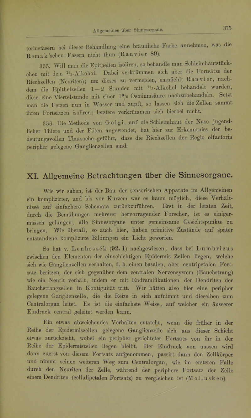 toriusfasem bei dieser Behandlung eine bräunliche Farbe annehmen, was die Remak'sehen Fasern nicht thun (Ranvier 89). 335. Will man die Epithelien isoliren, so behandle man Schleimhautstück- cheu mit dem i/3-Alkohol. Dabei verkrümmen sich aber die Fortsätze der Riechzellen (Neuriten); um dieses zu vermeiden, empfiehlt Ran vi er, nach- dem die Epithelzellen 1-2 Stunden mit Vs-Alkohol behandelt wurden, diese eine Viertelstunde mit einer l^/o Osmiumsäure nachzubehandeln. Setzt man die Fetzen nun in Wasser und zupft, so lassen sich die Zellen saramt ihren Fortsätzen isoliren; letztere verkrümmen sich hierbei nicht. 336. Die Methode von Golgi, auf die Schleimhaut der Nase jugend- licher Thiere und der Föten angewendet, hat hier zur Erkenntniss der be- deutungsvollen Thatsache geführt, dass die Riechzellen der Regio olfactoria peripher gelegene Ganglienzellen sind. XL Allgemeine Betrachtungen über die Sinnesorgane. Wie wir sahen, ist der Bau der sensorischen Apparate im Allgemeinen ein komplizirter, und bis vor Kurzem war es kaum möglich, diese Verhält- nisse auf einfachere Schemata zurückzuführen. Erst in der letzten Zeit, durch die Bemühungen mehrerer hervorragender Forscher, ist es einiger- massen gelungen, alle Sinnesorgane unter gemeinsame Gesichtspunkte zu bringen. Wie überall, so auch hier, haben primitive Zustände auf später entstandene komplizirte Bildungen ein Licht geworfen. So hat V. Lenhoss6k (92.1) nachgewiesen, dass bei Lumbricus zwischen den Elementen der einschichtigen Epidermis Zellen liegen, welche sich wie Ganglienzellen verhalten, d. h. einen basalen, aber centripetalen Fort- satz besitzen, der sich gegenüber dem centralen Nervensystem (Bauchstrang) wie ein Neurit verhält, indem er mit Endramifikationen der Dendriten der Bauchstrangzellen in Kontiguität tritt. Wir hätten also hier eine peripher gelegene Ganglienzelle, die die Reize in sich aufnimmt und dieselben zum Centraiorgan leitet. Es ist die einfachste Weise, auf welcher ein äusserer Eindruck central geleitet werden kann. Ein etwas abweichendes Verhalten entsteht, wenn die früher in der Reihe der Epidermiszellen gelegene Ganglienzelle sich aus dieser Schicht etwas zurückzieht, wobei ein peripher gerichteter Fortsatz von ihr in der Reihe der Epidermiszellen liegen bleibt. Der Eindruck von aussen wird dann zuerst von diesem Fortsatz aufgenommen, passirt dann den Zellkörper und nimmt seinen weiteren Weg zum Centraiorgan, wie im ersteren Falle durch den Neuriten der Zelle, während der periphere Fortsatz der Zelle einem Dendriten (cellulipetalen Fortsatz) zu vergleichen ist (Molluske n).