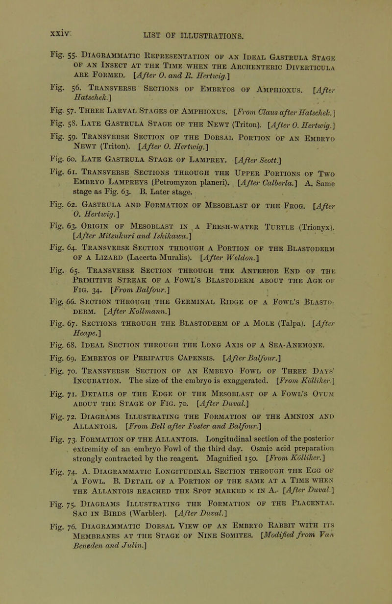 Fig, 55. Diagrammatic Representation of an Ideal Gastrula Stage OF an Insect at the Time when the Archenteric Diverticula ARE Formed. [After 0. and B. Ilcrhvig.] Fig. 56. Transverse Sections of Embryos of Amphioxus. [After Ilatschek.] Fig. 57. Three Larval Stages of Amphioxus. [From Claus after Hatschek. ] Fig. 58. Late Gastrula Stage of the Newt (Triton). [After 0. Hertwig.] Fig. 59. Transverse Section of the Dorsal Portion of an Embryo Newt (Triton). [After 0. Herttvig.] Fig. 60. Late Gastrula Stage of Lamprey. [After Scott.] Fig. 61- Transverse Sections through the Upper Portions of Two Embryo Lampreys (Petromyzon planeri). [After Calberla.] A. Same stage as Fig. 63. B. Later stage. Fig. 62. Gastrula and Formation of Mesoblast of the Frog. [After 0. Hertioig.'\ Fig. 63. Origin of Mesoblast in a Fresh-water Turtle (Trionyx). [After Mitsukuri and Ishikaiva.] Fig. 64. Transverse Section through a Portion of the Blastoderm of a Lizard (Lacerta Muralis). [After Weldon.] Fig. 65. Transverse Section through the Anterior End of thk Primitive Streak of a Fowl's Blastoderm about the Age ok Fig. 34. [From Balfour.] Fig. 66. Section through the Germinal Ridge of a Fowl's Blasto- derm. [After Kollmann.] Fig. 67. Sections through the Blastoderm of a Mole (Talpa). [After Heape.] Fig. 68. Ideal Section through the Long Axis of a Sea-Anemone. Fig. 69. Embryos of Peripatus Capensis. [After Balfour.] Fig. 70. Transverse Section of an Embryo Fowl of Three Days' Incubation. Tlie size of the embryo is exaggerated. [From Kdlliker.] Fig. 71. Details of the Edge of the Mesoblast of a Fowl's Ovum ABOUT the Stage of Fig. 70. [After Duval.] Fig. 72, Diagrams Illustrating the Formation of the Amnion and Allantois. [From Bell after Foster and Balfour.] Fig. 73- Formation of the Allantois. Longitudinal section of the posterior . extremity of an embryo Fowl of the third day. Osmic acid preparation strongly contracted by the reagent Magnified 150. [From Kdlliker.] Fig. 74. A. Diagrammatic Longitudinal Section through the Egg of a Fowl. B. Detail of a Portion of the same at a Time when the Allantois reached the Spot marked x in A.- [After Duval] Fig. 75- Diagrams Illustrating the Formation of the Placental Sac in Birds (Warbler). [After Duval.] Fig. 76. Diagrammatic Dorsal View of an Embryo Rabbit with its Membranes at the Stage of Nine Somites. [Modified from Van Beneden and Julin.]