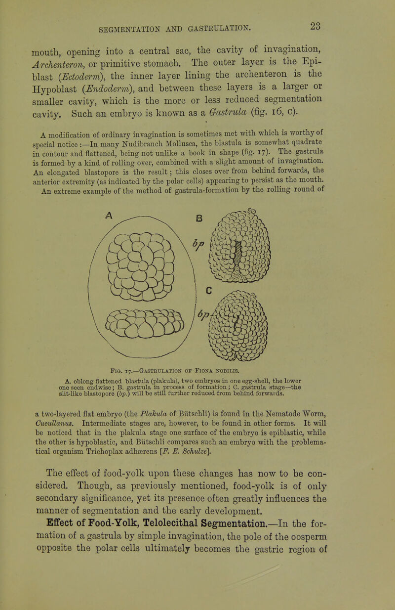 mouth, opening into a central sac, the cavity of invagination, Archenteron, or primitive stomach. The outer layer is the Epi- blast {Ectoderm), the inner layer lining the archenteron is the Hypoblast (Undoderm), and between these layers is a larger or smaller cavity, which is the more or less reduced segmentation cavity. Such an embryo is known as a Gastrula (fig. i6, c). A modification of ordinary invagination is sometimes met with which is worthy of special notice :—In many Nudibranch MoUusca, the blastula is somewhat quadrate in contour and flattened, being not unlike a book in shape (fig. 17). The gastrula is formed by a kind of rolling over, combined with a slight amount of invagination. ATI elongated blastopore is the result; this closes over from behind forwards, the anterior extremity (as indicated by the polar cells) appearing to persist as the mouth. An extreme example of the method of gastrula-formation by the rolling round of Fig. 17.—Gastrulation of Fiona nobilis. A. oblong flattened blastula (plakula), two embryos in one egg-shell, the lower one seen endwise; B. gastrula in process of formation; C. gastrula stage—the slit-like blastopore {bp.) will be still further reduced from behind forwards. a two-layered flat embryo (the Plakula of Biitschli) is found in the Nematode Worm, CucuUanus. Intermediate stages are, however, to be found in other forms. It will be noticed that in the plakula stage one surface of the embryo is epiblastic, while the other is hypoblastic, and Biitschli compares such an embryo with the problema- tical organism Trichoplax adhserens \F. E. Schulze]. The effect of food-yolk upon these changes has now to be con- sidered. Though, as previously mentioned, food-yolk is of only secondary significance, yet its presence often greatly influences the manner of segmentation and the early development. Effect of Food-Yolk, Telolecithal Segmentation.—In the for- mation of a gastrula by simple invagination, the pole of the oosperm opposite the polar cells ultimately becomes the gastric region of