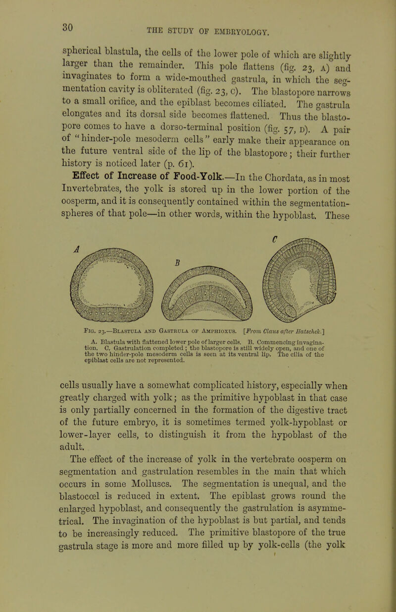 spherical blastula, the cells of the lower pole of which are slightly larger than the remainder. This pole flattens (fig. 23, A)°and invaginates to form a wide-mouthed gastrula, in which the seg- mentation cavity is obliterated (fig. 23, c). The blastopore narrows to a small orifice, and the epiblast becomes ciliated. The gastrula elongates and its dorsal side becomes flattened. Thus the''blasto- pore comes to have a dorso-terminal position (fig. 5 7, d). A pair of  hinder-pole mesoderm cells  early make their appearance on the future ventral side of the lip of the blastopore; their further history is noticed later (p. 61). Effect of Increase of Food-Yolk.—In the Chordata, as in most Invertebrates, the yolk is stored up in the lower portion of the oosperm, and it is consequently contained within the segmentation- spheres of that pole—in other words, within the hypoblast. These Fig. 23.—Blastula and Gastrula of Amphioxus. [From Claus after HatscheLI A. Blastula with flattened lower pole of larger cells. B. Commencing invagina- tion. C. Gastrulation completed ; tlie blastopore is still widely open, and one of the two hinder-pole mesoderm cells is seen at its ventral lip. The cilia of the epiblast cells are not represented. cells usually have a somewhat complicated history, especially when greatly charged with yolk; as the primitive hypoblast in that case is only partially concerned in the formation of the digestive tract of the future embryo, it is sometimes termed yolk-hypoblast or lower-layer cells, to distinguish it from the hypoblast of the adult. The effect of the increase of yolk in the vertebrate oosperm on segmentation and gastrulation resembles in the main that which occurs in some Molluscs. The segmentation is unequal, and the blastoccel is reduced in extent. The epiblast grows round the enlarged hypoblast, and consequently the gastrulation is asymme- trical. The invagination of the hypoblast is but partial, and tends to be increasingly reduced. The primitive blastopore of the true gastrula stage is more and more filled up by yolk-cells (the yolk