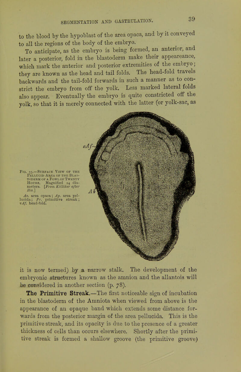 to the blood by the hypoblast of the area opaca, and by it conveyed to all the regions of the body of the embryo. To anticipate, as the embryo is being formed, an anterior, and later a posterior, fold in the blastoderm make their appeareance, which mark the anterior and posterior extremities of the embryo ; they are known as the head and tail folds. The head-fold travels backwards and the tail-fold forwards in such a manner as to con- strict the embryo from off the yolk. Less marked lateral folds also appear. Eventually the embryo is quite constricted off the yolk, so that it is merely connected with the latter (or yolk-sac, as Fig. 33.—Surface View of the Pellucid Ai^ea of the Blas- toderm OF A Fowl of Twenty HouKS. Magnified 24 dia- meters. [From Kolliker after His.'] Ao. area opaca; Ap. area pel- lucida; Pr. primitive streak; vAf. head-fold. it is now termed) by a narrow stalk. The development of the embryonic structures known as the amnion and the allantois will be considered in another section (p. 78). The Primitive Streak.—The first noticeable sign of incubation in the blastoderm of the Amniota when viewed from above is the appearance of an opaque band which extends some distance for- wards from the posterior margin of the area pellucida. This is the primitive streak, and its opacity is due to the presence of a greater thickness of cells than occurs elsewhere. Shortly after the primi- tive streak is formed a shallow groove (the primitive groove)