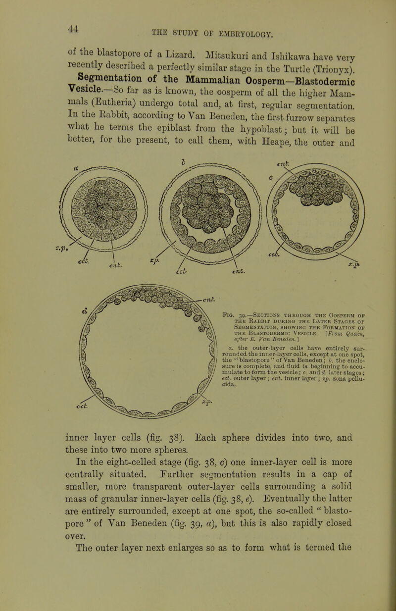 THE STUDY OF EMBRYOLOGY. of the blastopore of a Lizard. Mitsukuri and Isliikawa have very recently described a perfectly similar stage in the Turtle (Trionyx). Segmentation of the Mammalian Oosperm—Blastodermic Vesicle.—So far as is known, the oosperm of all the higher Mam- mals (Eiitheria) undergo total and, at first, regular segmentation. In the Kabbit, according to Van Beneden, the first furrow separates what he terms the epiblast from the hypoblast; but it will be better, for the present, to call them, with Heape, the outer and Fig. 39.—Sections through the Oosperm op THE Rabbit during thk Later Stages of Segmentation, showing the Formation of THE Blastodermic Vesicle. [Fro7n Quain, after Is. Van Beneden.] a. the outer-layer cells have entirely sur- rounded the inner-layer cells, except at one spot, the  blastopore  of Van Beneden; b. the enclo- sure is complete, and fluid is beginning to accu- mulate to foiTu the vesicle; c. and d. later stages ; ect. outer layer; ent. inner layer; zp. zona pellu- cida. inner layer cells (fig. 38). Each sphere divides into two, and these into two more spheres. In the eight-celled stage (fig. 38, c) one inner-layer cell is more centrally situated. Further segmentation results in a cap of smaller, more transparent outer-layer cells surrounding a solid mass of granular inner-layer cells (fig. 38, e). Eventually the latter are entirely surrounded, except at one spot, the so-called  blasto- pore  of Van Beneden (fig. 39, a), but this is also rapidly closed over. The outer layer next enlarges so as to form what is termed the