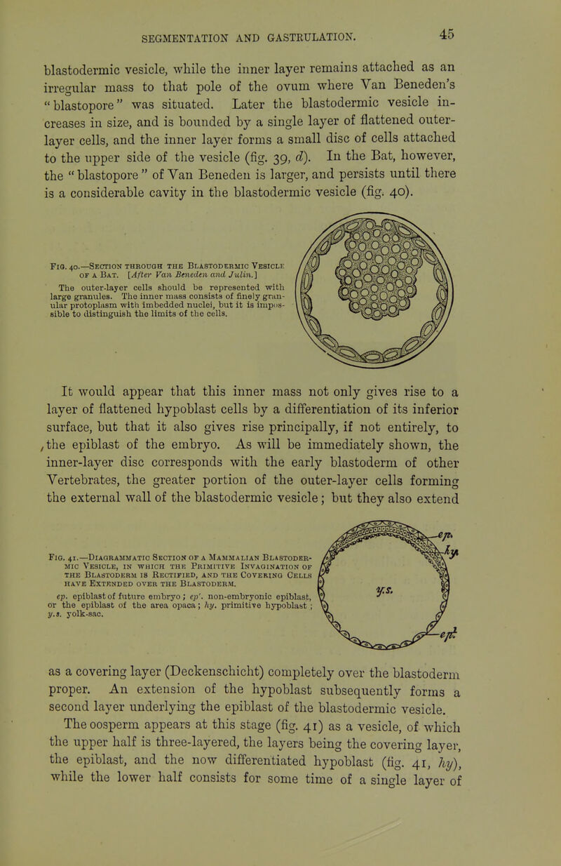 blastodermic vesicle, while the inner layer remains attached as an irregular mass to that pole of the ovum where Van Beneden's blastopore was situated. Later the blastodermic vesicle in- creases in size, and is bounded by a single layer of flattened outer- layer cells, and the inner layer forms a small disc of cells attached to the upper side of the vesicle (fig. 39, d). In the Bat, however, the  blastopore  of Van Beneden is larger, and persists until there is a considerable cavity in the blastodermic vesicle (fig. 40). Fio. 40.—Section through the Blastodermic Vesicle OF A Bat. [After Van Beneden and Julin.] The outer-layer cells should be represented with large granules. The inner mass consists of finely gran- ular protoplasm with imbedded nuclei, but it is impus- sible to distinguish the limits of the cells. It would appear that this inner mass not only gives rise to a layer of flattened hypoblast cells by a differentiation of its inferior surface, but that it also gives rise principally, if not entirely, to ,the epiblast of the embryo. As will be immediately shown, the inner-layer disc corresponds with the early blastoderm of other Vertebrates, the greater portion of the outer-layer cells forming the external wall of the blastodermic vesicle; but they also extend Fig. 41.—Diagrammatic Section of a Mammalian Blastoder- mic Vesicle, in which the Primitive Invagination of the Blastoderm is Rectified, and the Covering Cells HAVE Extended over the Blastoderm. ep. epiblast of f iitnre embryo ; ep'. non-embryonic epiblast, or the epiblast of the area opaca; hy. primitive hypoblast ; y.3. yolk-sac. as a covering layer (Deckenschicht) completely over the blastoderm proper. An extension of the hypoblast subsequently forms a second layer underlying the epiblast of the blastodermic vesicle. The oosperm appears at this stage (fig. 41) as a vesicle, of which the upper half is three-layered, the layers being the covering layer, the epiblast, and the now differentiated hypoblast (fig. 41, hy), while the lower half consists for some time of a single layer of