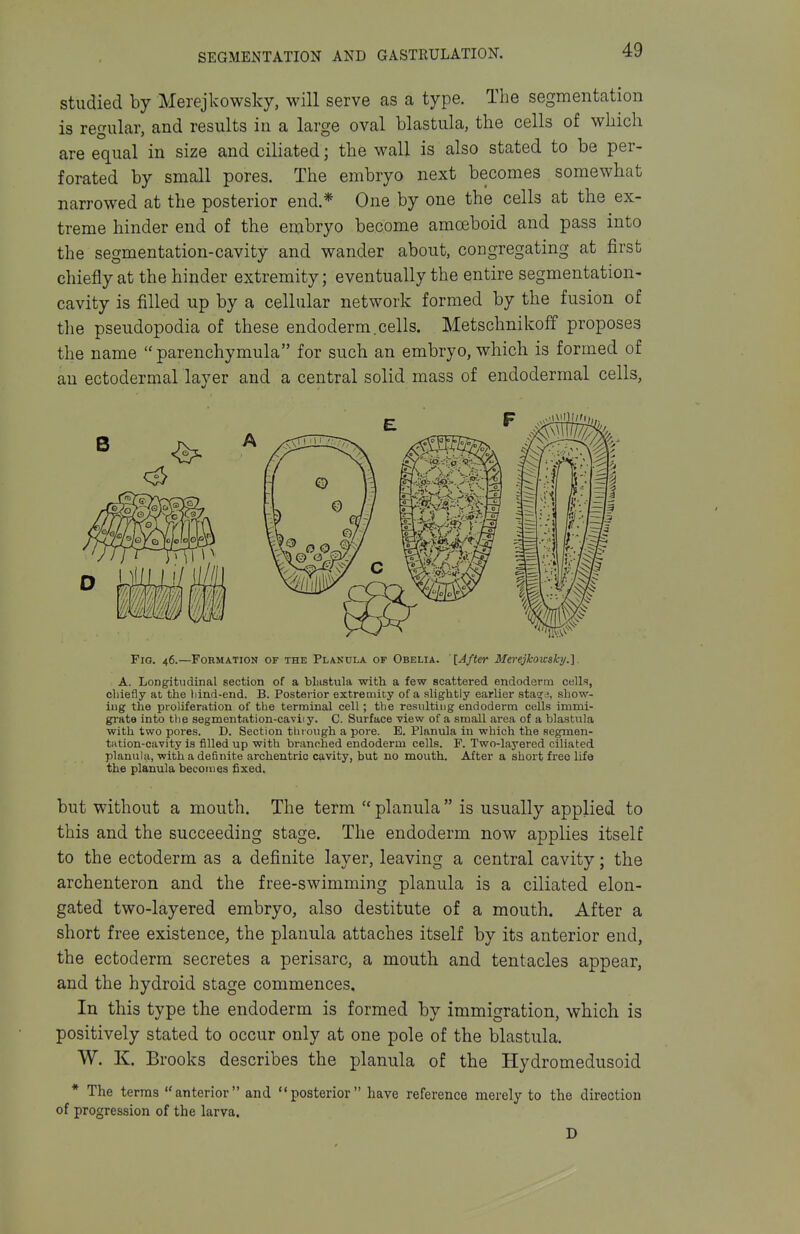 studied by Merejkowsky, will serve as a type. The segmentation is regular, and results in a large oval blastula, the cells of which are equal in size and ciliated; the wall is also stated to be per- forated by small pores. The embryo next becomes somewhat narrowed at the posterior end.* One by one the cells at the ex- treme hinder end of the embryo become amoeboid and pass into the segmentation-cavity and wander about, congregating at first chiefly at the hinder extremity; eventually the entire segmentation- cavity is filled up by a cellular network formed by the fusion of the pseudopodia of these endoderm.cells. Metschnikoff proposes the name parenchymula for such an embryo, which is formed of an ectodermal layer and a central solid mass of endodermal cells, Fig. 46.—Formation of the Planula of Obelia. '[After Merejkoicski/.]. A. Longitudinal section of a blustula with a few scattered endoderm cells, chiefly at the hind-end. B. Posterior extremity of a slightly earlier sta^e, allow- ing the proliferation of the terminal cell; the resulting endoderm cells immi- grate into the segmontation-caviiy. C. Surface view of a small area of a blastula with two pores. D. Section through a pore. E. Planula in which the segmen- tiition-cavity is filled up with branched endoderm cells. F. Two-layered ciliated planula, with a definite archentric cavity, but no mouth. After a short free life the planula becomes fixed. but without a mouth. The term  planula  is usually applied to this and the succeeding stage. The endoderm now applies itself to the ectoderm as a definite layer, leaving a central cavity; the archenteron and the free-swimming planula is a ciliated elon- gated two-layered embryo, also destitute of a mouth. After a short free existence, the planula attaches itself by its anterior end, the ectoderm secretes a perisarc, a mouth and tentacles appear, and the hydroid stage commences. In this type the endoderm is formed by immigration, which is positively stated to occur only at one pole of the blastula. W. K. Brooks describes the planula of the Hydromedusoid * The terras anterior and posterior have reference merely to the direction of progression of the larva. D