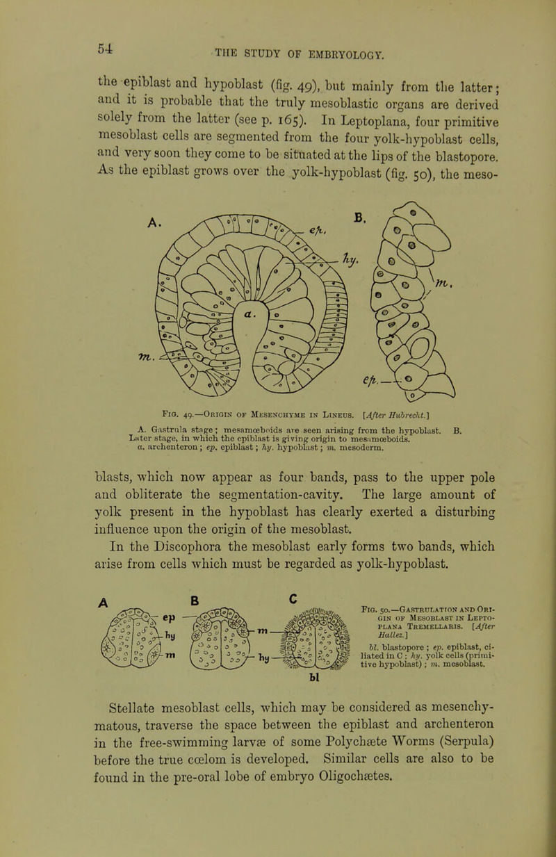 64 THE STUDY OF EMBRYOLOGY. the epiblast and hypoblast (fig. 49), but mainly from the latter; and it is probable that the truly mesoblastic organs are derived solely from the latter (see p. 165). In Leptoplana, four primitive mesoblast cells are segmented from the four yolk-hypoblast cells, and very soon they come to be situated at the lips of the blastopore. As the epiblast grows over the yolk-hypoblast (fig, 50), the meso- Fio. 49.—Origin of Mesenchyme in Lineus. [After Hubrecht.] A. Gastrula stage; tnesamoebnids are seen arising from the hypoblast. B. Lnter stage, in which the epiblast is giving origin to mesiimoeboids. a. archenteron; ep. epiblast; hy. hypoblast; m. mesoderm. blasts, which now appear as four bands, pass to the upper pole and obliterate the segmentation-cavity. The large amount of yolk present in the hypoblast has clearly exerted a disturbing influence upon the origin of the mesoblast. In the Discophora the mesoblast early forms two bands, which arise from cells which must be regarded as yolk-hypoblast. Fig. 50.—Gastrulatton and Ori- gin OF Mesoblast in Lepto- plana Tremellaris. [After Hallez.] bl. blastopore ; ep. epiblast, ci- liated in C: hy. yolk cells (primi- tive hypoblast); m. mesoblast. Stellate mesoblast cells, which may be considered as mesenchy- matous, traverse the space between the epiblast and archenteron in the free-swimming larvae of some Polych£ete Worms (Serpula) before the true coelom is developed. Similar cells are also to be found in the pre-oral lobe of embryo Oligocheetes.