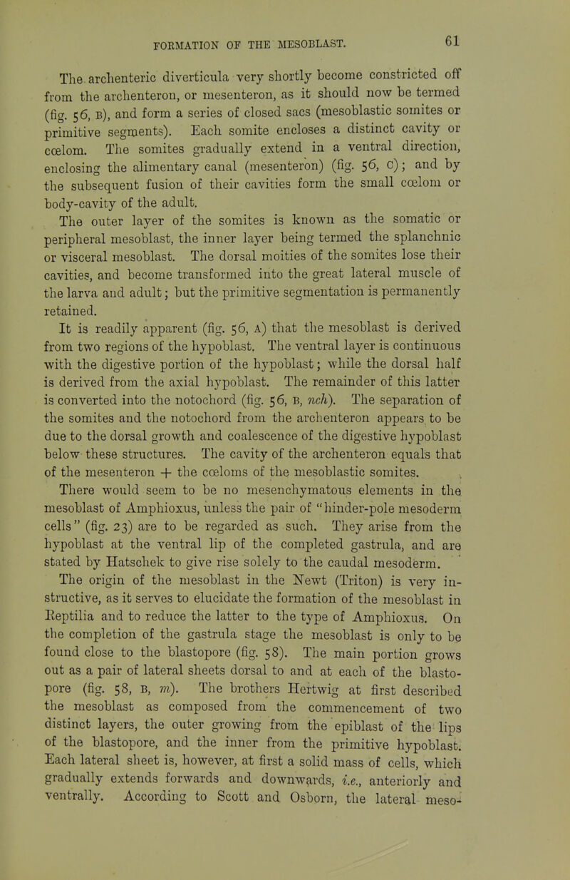 The arclienteric diverticula very shortly become constricted off from the archenteron, or mesenteron, as it should now be termed (fig. 56, b), and form a series of closed sacs (mesoblastic somites or primitive segments). Each somite encloses a distinct cavity or coelom. The somites gradually extend in a ventral direction, enclosing the alimentary canal (mesenteron) (fig. 56, c); and by the subsequent fusion of their cavities form the small ccelom or body-cavity of the adult. The outer layer of the somites is known as the somatic or peripheral mesoblast, the inner layer being termed the splanchnic or visceral mesoblast. The dorsal moities of the somites lose their cavities, and become transformed into the great lateral muscle of the larva and adult; but the primitive segmentation is permanently retained. It is readily apparent (fig. 56, a) that the mesoblast is derived from two regions of the hypoblast. The ventral layer is continuous with the digestive portion of the hypoblast; while the dorsal half is derived from the axial hypoblast. The remainder of this latter is converted into the notochord (fig. 56, B, nch). The separation of the somites and the notochord from the archenteron appears to be due to the dorsal growth and coalescence of the digestive hypoblast below these structures. The cavity of the archenteron equals that of the mesenteron + the coeloms of the mesoblastic somites. There would seem to be no mesenchymatous elements in the, mesoblast of Amphioxus, unless the pair of hinder-pole mesoderm cells (fig. 23) are to be regarded as such. They arise from the hypoblast at the ventral lip of the completed gastrula, and are stated by Hatschek to give rise solely to the caudal mesoderm. The origin of the mesoblast in the Newt (Triton) is very in- structive, as it serves to elucidate the formation of the mesoblast in Eeptilia and to reduce the latter to the type of Amphioxus. On the completion of the gastrula stage the mesoblast is only to be found close to the blastopore (fig. 58). The main portion grows out as a pair of lateral sheets dorsal to and at each of the blasto- pore (fig. 58, B, m). The brothers Hertwig at first described the mesoblast as composed from the commencement of two distinct layers, the outer growing from the epiblast of the lips of the blastopore, and the inner from the primitive hypoblast. Each lateral sheet is, however, at first a solid mass of cells, which gradually extends forwards and downw?irds, i.e., anteriorly and ventrally. According to Scott and Osborn, the lateral meso-