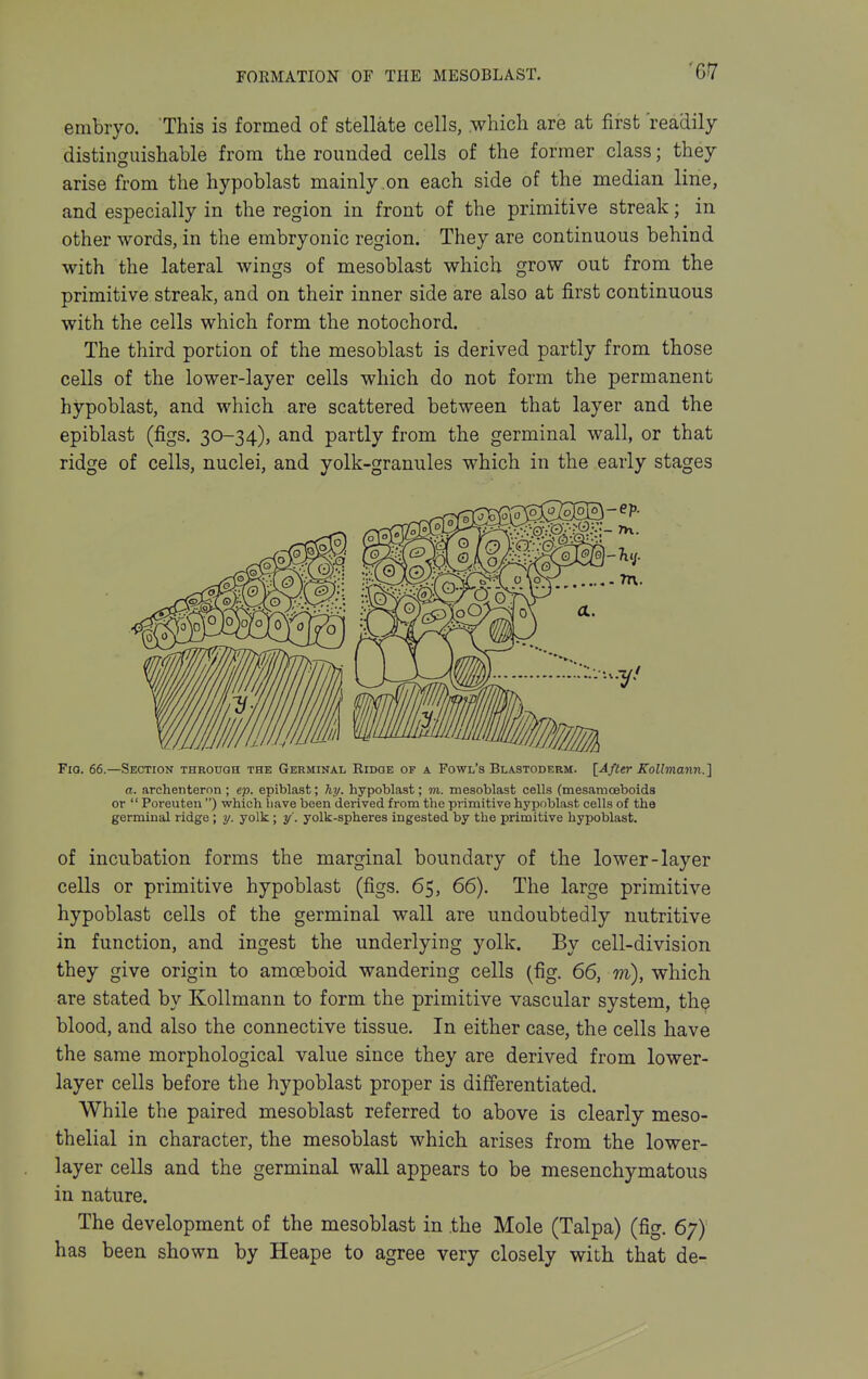 embryo. This is formed of stellate cells, .which are at first readily distinguishable from the rounded cells of the former class; they arise from the hypoblast mainly on each side of the median line, and especially in the region in front of the primitive streak; in other words, in the embryonic region. They are continuous behind with the lateral wings of mesoblast which grow out from the primitive streak, and on their inner side are also at first continuous with the cells which form the notochord. The third portion of the mesoblast is derived partly from those cells of the lower-layer cells which do not form the permanent hypoblast, and which are scattered between that layer and the epiblast (figs. 30-34), and partly from the germinal wall, or that ridge of cells, nuclei, and yolk-granules which in the early stages FiQ. 66.—Section through the Germinal Ridge or a Fowl's Blastoderm. I-Afur Kollmann.] a. archenteron ; ep. epiblast; hy. hypoblast; m. mesoblast cells (mesamoeboids or  Poreuten ) which have been derived from the pi-imitive hypoblast cells of the germinal ridge ; y. yolk; y'. yolk-spheres ingested by the primitive hypoblast. of incubation forms the marginal boundary of the lower-layer cells or primitive hypoblast (figs. 65, 66). The large primitive hypoblast cells of the germinal wall are undoubtedly nutritive in function, and ingest the underlying yolk. By cell-division they give origin to amoeboid wandering cells (fig. 66, m), which are stated by Kollmann to form the primitive vascular system, the blood, and also the connective tissue. In either case, the cells have the same morphological value since they are derived from lower- layer cells before the hypoblast proper is differentiated. While the paired mesoblast referred to above is clearly meso- thelial in character, the mesoblast which arises from the lower- layer cells and the germinal wall appears to be mesenchymatous in nature. The development of the mesoblast in .the Mole (Talpa) (fig. 67) has been shown by Heape to agree very closely with that de-