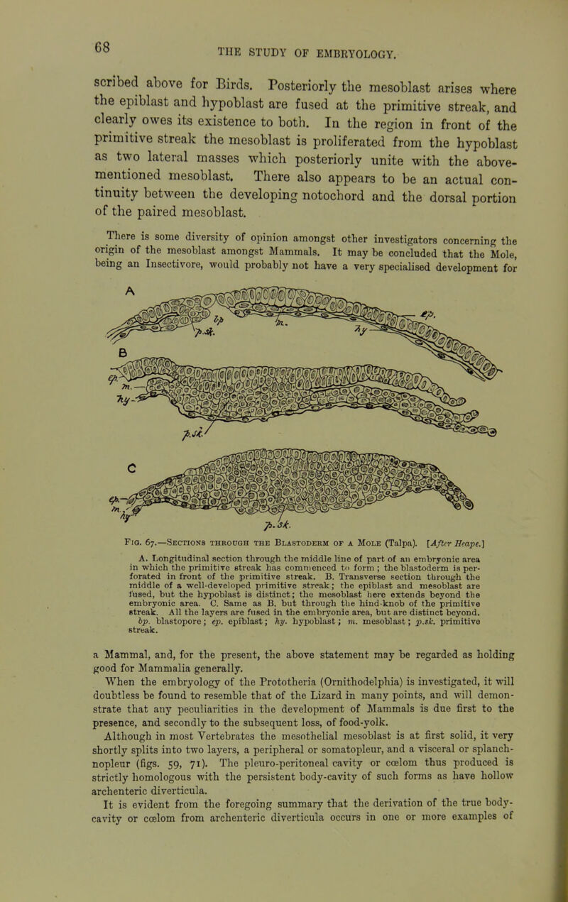 scribed above for Birds. Posteriorly the raesoblast arises where the epiblast and hypoblast are fused at the primitive streak, and clearly owes its existence to both. In the region in front of the primitive streak the mesoblast is proliferated from the hypoblast as two lateral masses which posteriorly unite with the above- mentioned mesoblast. There also appears to be an actual con- tinuity between the developing notochord and the dorsal portion of the paired mesoblast. There is some diversity of opinion amongst other investigators concerning the origin of the mesoblast amongst Mammals. It may be concluded that the Mole, being an Insectivore, would probably not have a very specialised development for Fio. 67.—Sections THRonaH the Blastoderm of a Mole (Talpa). [After Heape.] A. Longitudinal section through the middle line of part of an embryonic area in which the primitiTS streak has commenced to form ; the blastoderm is per- forated in front of the primitive streak. B. Transverse section through the middle of a well-developed primitive streak; the epiblast and mesoblast are fused, but the hypoblast is distinct; the mesoblast here extends beyond the embryonic area. C. Same as B. but through the hind-knob of the primitive streak. All the layers are fused in the embryonic area, but are distinct beyond. bp. blastopore; ep. epiblast; hy. hypoblast; m. mesoblast; p.sk. primitive streak. a Mammal, and, for the present, the above statement may be regarded as holding good for Mammalia generally. When the embryology of the Prototheria (Ornithodelphia) is investigated, it will doubtless be found to resemble that of the Lizard in many points, and will demon- strate that any peculiarities in the development of Mammals is due first to the presence, and secondly to the subsequent loss, of food-yolk. Although in most Vertebrates the mesothelial mesoblast is at first solid, it very shortly splits into two layers, a peripheral or somatopleur, and a visceral or splanch- nopleur (figs. 59, 71). The pleuro-peritoneal cavity or coelom thus produced is strictly homologous with the persistent body-cavity of such forms as have hollow archenteric diverticula. It is evident from the foregoing summary that the derivation of the true body- cavity or ccelom from archenteric diverticula occurs in one or more examples of