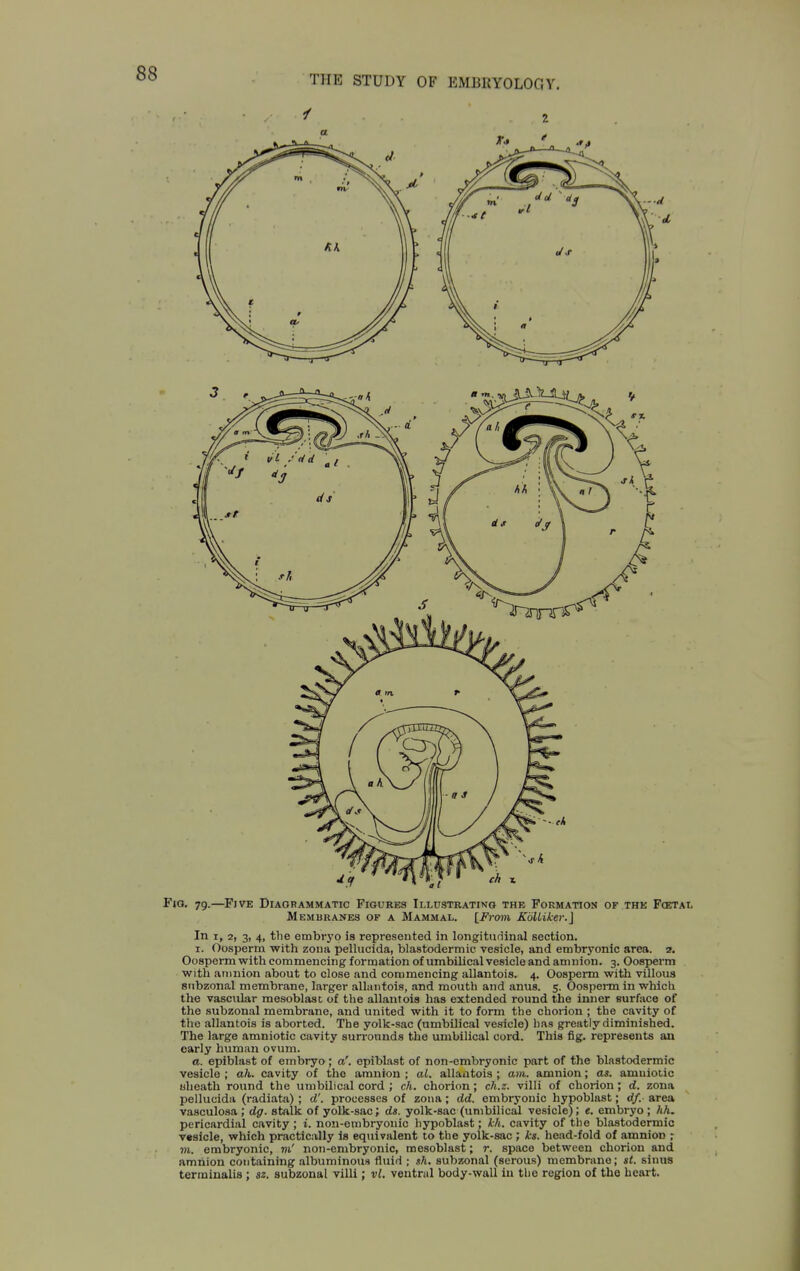 Fjo. 79.—Five Diagrammatic Figures Illustrating the Formation of thk F<etal Membranes of a Mammal. [Frmn KoUiker.] In I, 2, 3, 4, the embrj'O is represented in longitudinal section. 1. Oosperm with zona pellucida, blastodermic vesicle, and embryonic area. a. Oosperm with commencing formation of umbilical vesicle and amnion. 3. Oosperm with amnion about to close and commencing aUantois. 4. Oosperm with villous siibzonal membrane, larger aUantois, and mouth and anus. 5. Oosperm in which the vascular mesoblast of the aUantois has extended round the inner surface of the subzonal membrane, and united with it to form the chorion ; the cavity of the aUantois is aborted. The yolk-sac (umbilical vesicle) has greatly diminished. The large amniotic cavity surrounds the umbilical cord. This fig. represents an early human ovum. a. epiblast of embryo; a', epiblast of non-embryonic part of the blastodermic vesicle ; ah. cavity of the amnion ; al. allaiitois ; am. amnion; cw. amniotic uheatli round tlie umbilical cord ; ch. chorion; ch.z. villi of chorion; d. zona pellucida (radiata) ; d'. processes of zona; dd. embryonic hypoblast; df. area vasculosa; dg. stalk of yolk-sac; ds. yolk-sac (umbilical vesicle); e. embryo ; hh. pericardial cavity ; i. non-embryonic hypoblast; kh. cavity of the blastodermic vesicle, which practically Is equivalent to the yolk-sac ; ks. head-fold of amnion ; TO. embryonic, m' non-embryonic, mesoblast; r. space between chorion and amnion containing albuminous fluid ; sh, subzonal (serous) membrane; st. sinus terrainalis ; sz. subzonal villi ; vt. ventral body-wall in tlie region of the heart.