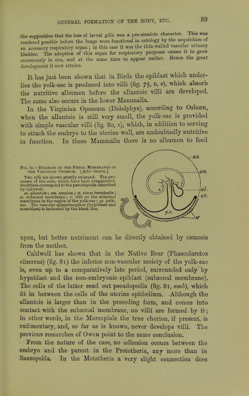 tHe supposition that the loss of larval gills was a pre-amniote character. This was rendered possible before the lungs were functional in ontology by the acquisition of an accessory respiratory organ ; in this case it was the thin-walled vascular urinary bladder. The adoption of this organ for respiratory purposes causes it to grow enormously in size, and at the same,time to appear earlier. Hence the great development it now attains. It has just been shown that in Birds the epiblast which under- lies the yolk-sac is produced into villi (fig. 75, b, v), which absorb the nutritive albumen before the allantoic villi are developed. The same also occurs in the lower Mammalia. In the Virginian Opossum (Didelphys), according to Osborn, when the allantois is still very small, the yolk-sac is provided with simple vascular villi (fig. 80, v), which, in addition to serving to attach the embryo to the uterine wall, are undoubtedly nutritive in function. In these Mammalia there is no albumen to feed Fig. 80.—^Diagram of the Fot.tal Membranes of THE Virginian Opossum. {After Osbom.} Two villi are shown greatly enlarged. The pro- cesses of the cells, which have been exaggerated, doubtless correspond to the pseudopodia described by Caldwell. al. allantois ; am. amnion ; st. sinus terminalis; «2. subzonal membrane ; v. villi on the subzonal membrane in the region of the yolk-sac ; ys. yolk- sac. The vascular splanchnopleur (hypoblast and mesoblast) is indicated by the black line. upon, but better nutriment can be directly obtained by osmosis from the mother. Caldwell has shown that in the Native Bear (Phascolarctos cinereus) (fig. 81) the inferior non-vascular moiety of the yolk-sac is, even up- to a comparatively late period, surrounded only by hypoblast and the non-embryonic epiblast (subzonal membrane). The cells of the latter send out pseudopodia (fig. 81, amb), which fit in between the cells of the uterine epithelium. Although the allantois is larger than in the preceding form, and comes into contact with the subzonal membrane, no villi are formed by it; in other words, in the Marsupials the true chorion, if present, is rudimentary, and, so far as is known, never develops villi. The previous researches of Owen point to the same conclusion. From the nature of the case, no adhesion occurs between the embryo and the parent in the Prototheria, any more than in Sauropsida. In the Metatheria a very slight connection does