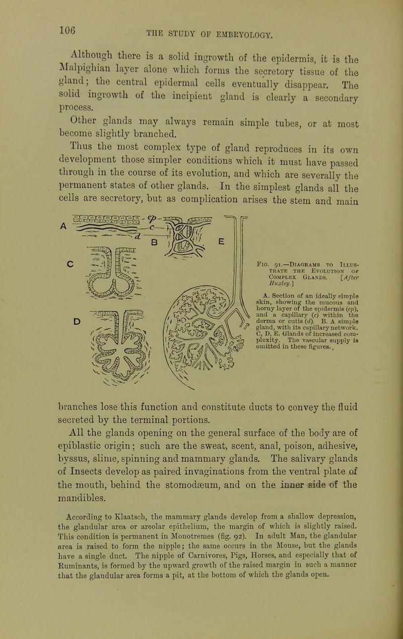 Althoiigh there is a solid ingrowth of the epidermis, it is the Malpigliian layer alone which forms the secretory tissue of the gland; the central epidermal cells eventually disappear. The solid ingrowth of the incipient gland is clearly a secondary process. Other glands may always remain simple tubes, or at most become slightly branched. Thus the most complex type of gland reproduces in its own development those simpler conditions which it must have passed through in the course of its evolution, and which are severally the permanent states of other glands. In the simplest glands all the cells are secretory, but as complication arises the stem and main FlO. 91.—DlAORAMS TO IlLTJS- TRATE THE EVOLUTION OF Complex Glands. \_AfUr Huxley.] A. Section of an ideally simple skin, showing the mucous and homy layer of the epidermis (ep), and a capillary (c) within the derma or cutis (d). B. A simple gland, with its capillary network. C, D, E. Glands of increased com- plexity. The vascular supply is omitted in these figures., branches lose this function and constitute ducts to convey the fluid secreted by the terminal portions. All the glands opening on the general surface of the body are of epiblastic origin; such are the sweat, scent, anal, poison, adhesive, byssus, slime, spinning and mammary glands. The salivary glands of Insects develop as paired invaginations from the ventral plate of the mouth, behind the stomodseum, and on the inner Bide of the mandibles. According to Klaatsch, the mammary glands develop from a shallow depression, the glandular area or areolar epithelium, the margin of wliich is slightly raised. This condition is permanent in Monotremes (fig. 92). In adult Man, the glandular area is raised to form the nipple; the same occurs in the Mouse, but the glands have a single duct. The nipple of Carnivores, Pigs, Horses, and especially that of Ruminants, is formed by the upward growth of the raised margin in such a manner that the glandular area forms a pit, at the bottom of wliich the glands open.