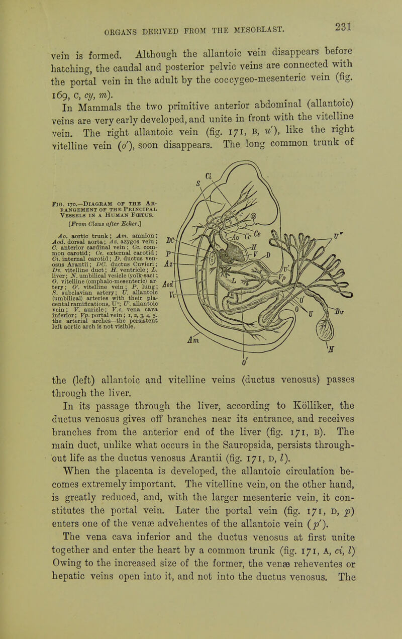vein is formed. Although the allantoic vein disappears before hatching, the caudal and posterior pelvic veins are connected with the portal vein in the adult by the coccygeo-mesenteric vein (fig. 169, C, cy, m). In Mammals the two primitive anterior abdominal (allantoic) veins are very early developed, and unite in front with the vitelline vein. The right allantoic vein (fig. 171, B, u), like the right vitelline vein {0'), soon disappears. The long common trunk of Fig. 170.—Diagram of the Ar- rangement OF THE Principal Vessels in a Human Fcetus. [From Clans after Ecker.] Ao. aortic trunk; Am. amnion; Aod. dorsal aorta; Az. azygos vein ; C. anterior cardinal vein; Cc. com- mon carotid; C'e. external carotid; Ci. internal carotid; D. ductus ven- 08US Arantii; DC. ductus Cuvieri; Az L>v. vitelline duct; H. ventricle ; L. liver; N. umbilical vesicle (yolk-sac); O. vitelline (omphalo-mesenteric) ar . j- tery; O'. vitelline vein' P. lung; ■'^ S. subclavian artery; U. allantoic (umbilical) arteries with their pla- cental ramifications, U; U'. aUantoio vein; V. auricle; V.c. vena cava inferior; Vp. portal vein; i, 2, 3, 4, 5. the arterial arches—the persistent left aortic arch is not visible. the (left) allantoic and vitelline veins (ductus venosus) passes through the liver. In its passage through the liver, according to Kolliker, the ductus venosus gives off branches near its entrance, and receives branches from the anterior end of the liver (fig. 171, b). The main duct, unlike what occurs in the Sauropsida, persists through- out life as the ductus venosus Arantii (fig. 171, D, ^). When the placenta is developed, the allantoic circulation be- comes extremely important. The vitelline vein, on the other hand, is greatly reduced, and, with the larger mesenteric vein, it con- stitutes the portal vein. Later the portal vein (fig. 171, d, ^) enters one of the venae advehentes of the allantoic vein (jp'). The vena cava inferior and the ductus venosus at first unite together and enter the heart by a common trunk (fig. 171, A, a, Z) Owing to the increased size of the former, the venaa reheventes or hepatic veins open into it, and not into the ductus venosus. The