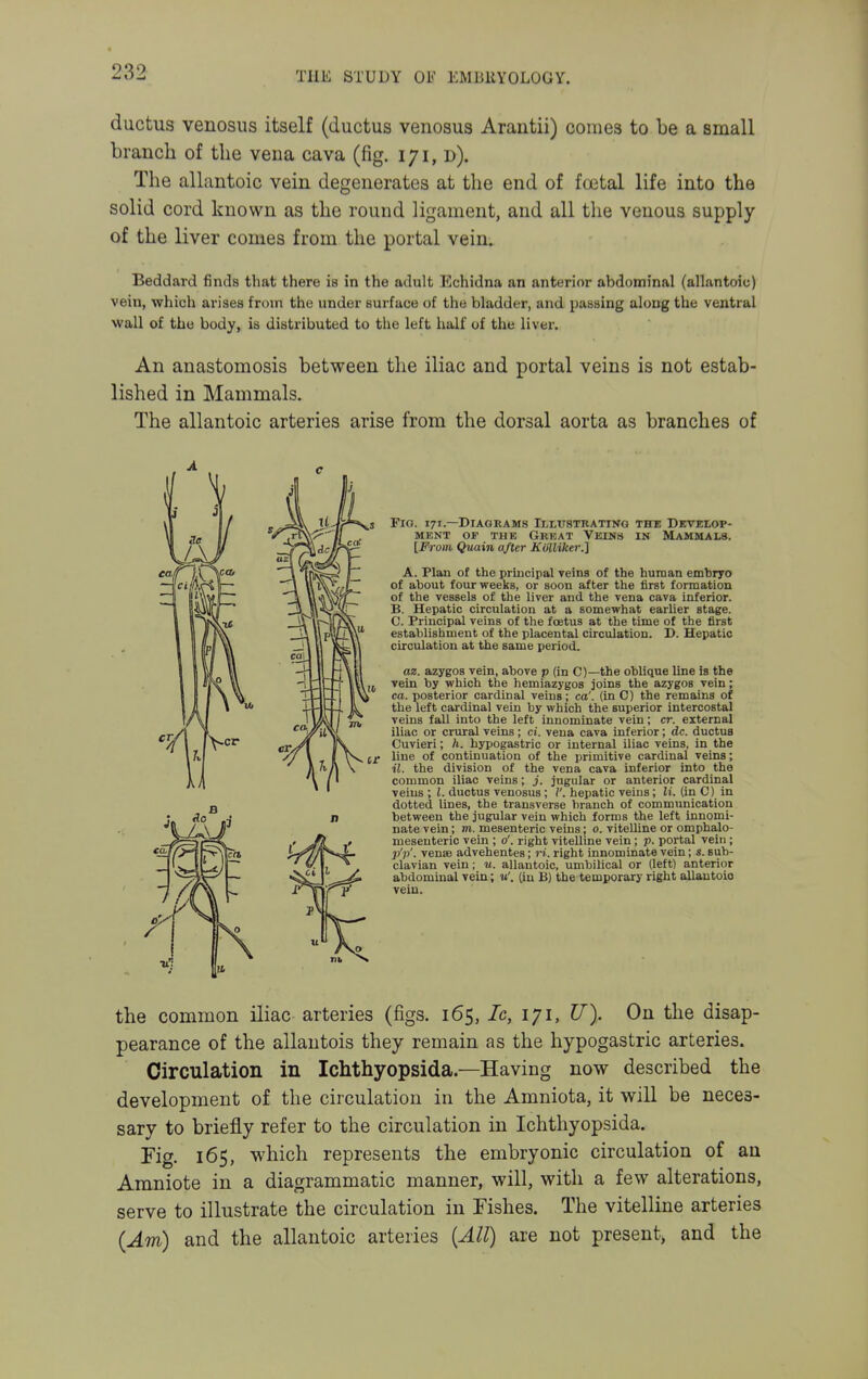 ductus venosus itself (ductus venosus Arantii) comes to be a small branch of the vena cava (fig. 171, d). The allantoic vein degenerates at the end of foetal life into the solid cord known as the round ligament, and all the venous supply of the liver comes from the portal vein. Beddard finds that there is in the adult Echidna an anterior abdominal (allantoic) vein, which arises from the under surface of the bladder, and passing along the ventral wall of the body, is distributed to the left half of the liver. An anastomosis between the iliac and portal veins is not estab- lished in Mammals. The allantoic arteries arise from the dorsal aorta as branches of s Fig. 171.—Diagrams Illttstrating twe Devklop- MENT OF THE GRKAT VEINS IN MaHUALS. [From Quain after KiiUiker.] A. Plan of the principal veins of the human embryo of about four weeks, or soon after the first formation of the vessels of the liver and the vena cava inferior. B. Hepatic circulation at a somewhat earlier stage. C. Principal veins of the foetus at the time of the first establishment of the placental circulation. D. Hepatic circulation at the same period. az. azygos vein, above p (in C)—the oblique line is the vein by which the hemiazygos joins the azygos vein; ca. posterior cardinal veins; ca'. (in C) the remains of the left cardinal vein by which the superior intercostal veins fall into the left innominate vein; cr. external iliac or crural veins; ci. vena cava inferior; dc. ductus Cuvieri; h. hypogastric or internal iliac veins, in the line of continuation of the primitive cardinal veins; il. the division of the vena cava inferior into the common iliac veins; J. jugular or anterior cardinal veins ; I. ductus venosus; hepatic veins; li. (in C) in dotted lines, the transverse branch of communication between the jugular vein which forms the left innomi- nate vein; m. mesenteric veins; o. vitelUne or omphalo- mesenteric vein ; o'. right vitelline vein; p. portal vein ; J)'?)', vense advehentes; ri. right innominate vein; s. sub- clavian vein; u. allantoic, umbilical or (left) anterior abdominal vein; (in B) the temporary right allantoic vein. the common iliac arteries (figs. 165, Ic, 171, U). On the disap- pearance of the allantois they remain as the hypogastric arteries. Circulation in Ichthyopsida.—Having now described the development of the circulation in the Amniota, it will be neces- sary to briefly refer to the circulation in Ichthyopsida. rig. 165, which represents the embryonic circulation of an Amniote in a diagrammatic manner, will, with a few alterations, serve to illustrate the circulation in Fishes. The vitelline arteries (Am) and the allantoic arteries {All) are not present, and the