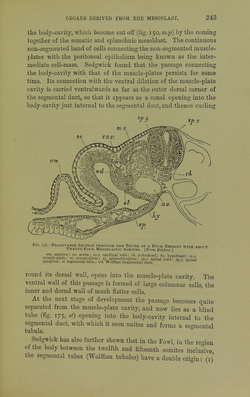 the body-cavity, wliicli become cut off (fig. 150, m.p) by the coming together of the somatic and splanchnic mesoblast. The continuous non-sesmented band of cells connecting the non-segmented muscle- plates with the peritoneal epithelium being known as the inter- mediate cell-mass. Sedgwick found that the passage connecting the body-cavity with that of the muscle-plates persists for some time. Its connection with the ventral dilation of the muscle-plate cavity is carried ventralwards as far as the outer dorsal corner of the segmental duct, so that it appears as a canal opening into the body-cavity just internal to the segmental duct, and thence curling Fia. 176.—Transverse Section through the Trunk of a Duck Embryo with about Twenty-Four Mesoblastio Somites. [From Balfour.] am. amnion : ao. aorta; ca.v. cardinal vein ; cJi. notocborcl; hy. hypoblast ■ m s muscle-plate ; so. soniatopleur; sp. splanchnopleur; sp.c. spinal cord • sv a snin'ai gaughon: st. segmental tube ; icd. Wolffian (segmental) duct. ' round its dorsal wall, opens into the muscle-plate cavity. The ventral wall of this passage is formed of large columnar cells, the inner and dorsal wall of much flatter cells. At the next stage of development the passage becomes quite separated from the muscle-plate cavity, and now lies as a blind tube (fig. 175, St) opening into the body-cavity internal to the segmental duct, with which it soon unites and forms a segmental tubule. ° Sedgwick has also further shown that in the Fowl, in the reo-ion of the body between the twelfth and fifteenth somites inclusive the segmental tubes (Wolffian tubules) have a double oricrin- (i)'