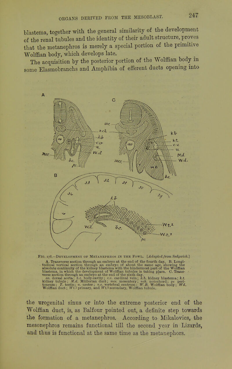 blastema, together with the general similarity of the development of the renal tubules and the identity of their adult structure, proves that the metanephros is merely a special portion of the primitive Wolffian body, which develops late. The acquisition by the posterior portion of the Wolffian body in some Elasmobranchs and Amphibia of efferent ducts opening into A Flo. 178.—Development of Metakephhos in the Fowl. [Adapted from Sedywick.] A. Transverse section through an embryo at the end of the fourth day. B. Longi- tudinal vertical section through an embryo of about the same age, showing the absolute continuity of the kidney blastema with the hindermost part of the WolflBan blastema, in which the development of Wolffian tubules is taking place. C. Trans- verse section through an embryo at the end of the sixth day. no. dorsal aorta: b.c. body-cavity; c.v. cardinal vein; k.b. kidney blastema; k.t. kidney tubule ; M.d. Mtillerian duct; mes. mesentery; vch. notochord; pe peri- toneum ; T. testis; v. ureter; v.c. vertebral centrum; W.B. Woltfian body; Wd. Wolffian duct; WtA primary, and Wt.2 secondary. Wolffian tubule. the urogenital sinus or into the extreme posterior end of the Wolffian duct, is, as Balfour pointed out, a definite step towards the formation of a metanephros. According to Mikalovics, the mesonephros remains functional till the second year in Lizards, and thus is functional at the same time as the metanephors.