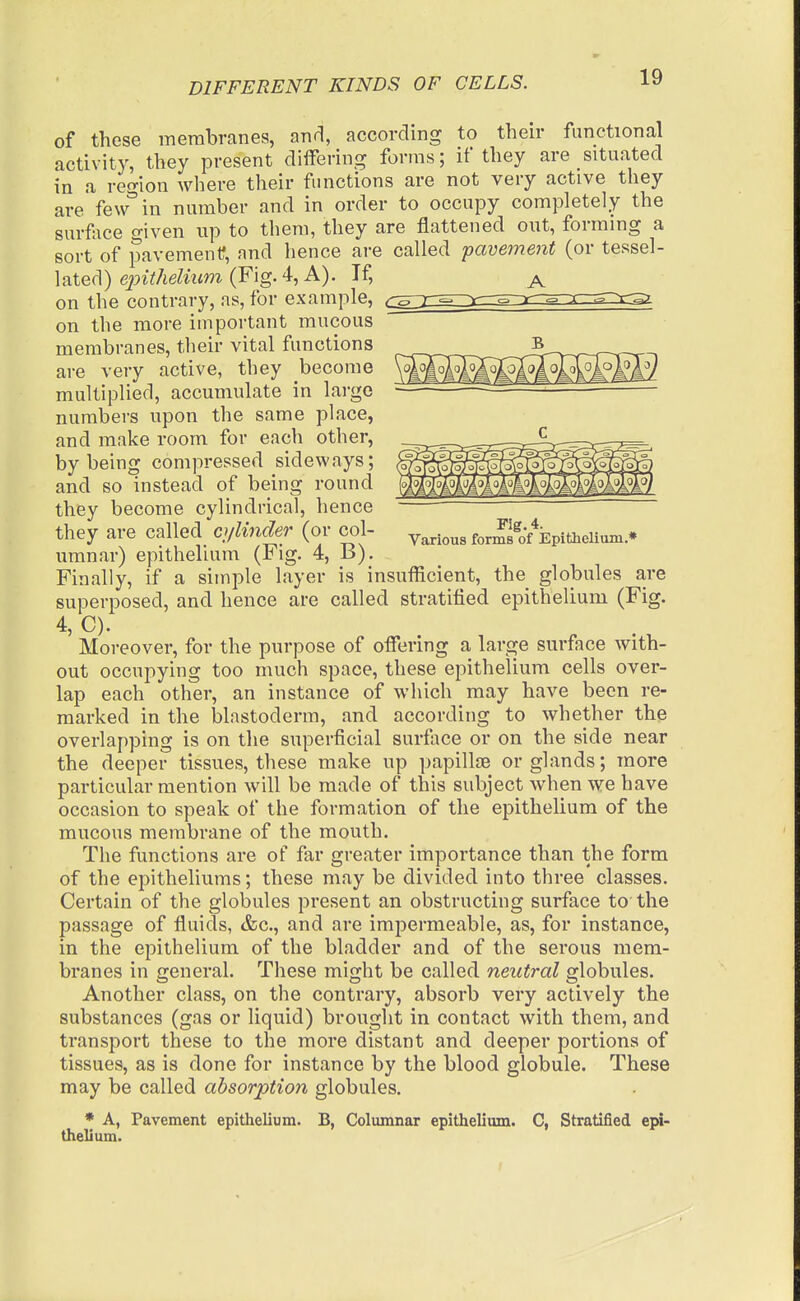 Fig. 4. Various forms of Epithelium* of these membranes, and, according to their functional activity, they present differing forms; if they are situated in a reo-ion where their functions are not very active they are few''in number and in order to occupy completely the surface given up to them, they are flattened ont, forming a sort of pavement?, and hence are called pavement (or te^^Q\- \atec]) e2ntheliiim (Fig.4,A). If, ^ on the contrary, as, for example, on the more important mucous membranes, their vital functions are very active, they become multiplied, accumulate in largo numbers upon the same place, and make room for each other, by being compressed sideways; and so instead of being round they become cylindrical, hence they are called cylinder (or col- umnar) epithelium (Fig. 4, B). Finally, if a simple layer is insufficient, the globules are superposed, and hence are called stratified epithelium (Fig. 4, C). Moreover, for the purpose of offering a large surface with- out occupying too much space, these epithelium cells over- lap each other, an instance of which may have been re- marked in the blastoderm, and according to whether the overlapping is on the superficial surface or on the side near the deeper tissues, these make up papillre or glands; more particular mention will be made of this subject when we have occasion to speak of the formation of the epithelium of the mucous membrane of the mouth. The functions are of far greater importance than the form of the epitheliums; these may be divided, into three classes. Certain of the globules present an obstructing surface to the passage of fluids, &c., and are impermeable, as, for instance, in the epithelium of the bladder and of the serous mem- branes in general. These might be called neutral globules. Another class, on the contrary, absorb very actively the substances (gas or liquid) brought in contact with them, and transport these to the more distant and deeper portions of tissues, as is done for instance by the blood globule. These may be called absorption globules. * A, Pavement epithelium. B, Columnar epithelium. C, Stratified epi- thelium.