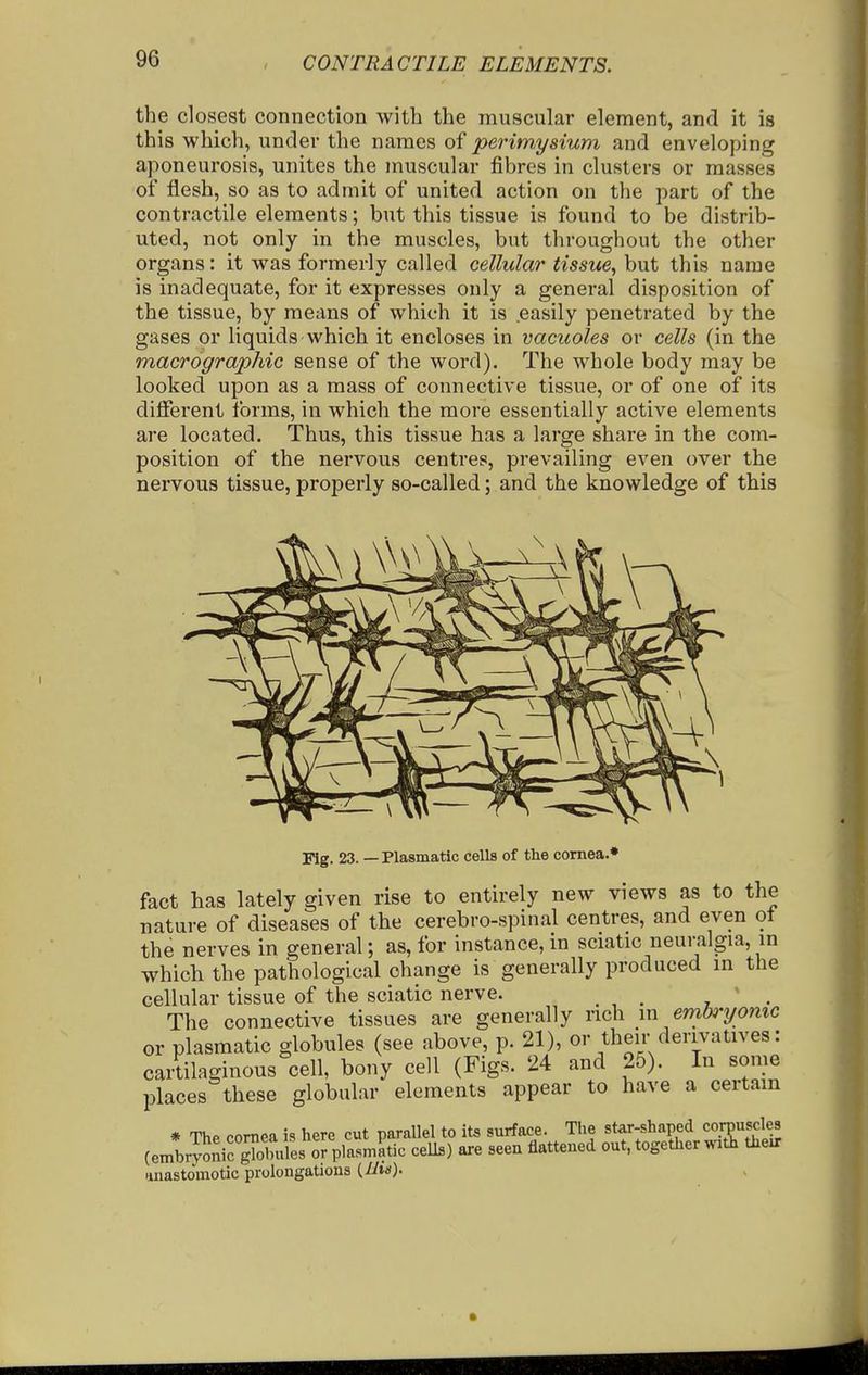 the closest connection with the muscular element, and it is this which, under the names of perimysium and enveloping aponeurosis, unites the muscular fibres in clusters or masses of flesh, so as to admit of united action on the part of the contractile elements; but this tissue is found to be distrib- uted, not only in the muscles, but throughout the other organs: it was formerly called cellular tissue^ but this name is inadequate, for it expresses only a general disposition of the tissue, by means of which it is easily penetrated by the gases or liquids which it encloses in vacuoles or cells (in the inacrographic sense of the word). The whole body may be looked upon as a mass of connective tissue, or of one of its difierent forms, in which the more essentially active elements are located. Thus, this tissue has a large share in the com- position of the nervous centres, prevailing even over the nervous tissue, properly so-called; and the knowledge of this Fig. 23. — Plasmatic cells of the cornea.* fact has lately given rise to entirely new views as to the nature of diseases of the cerebro-spinal centres, and even ot the nerves in general; as, for instance, in sciatic neuralgia, in which the pathological change is generally produced in the cellular tissue of the sciatic nerve. _ . The connective tissues are generally nch in embi-yomc or plasmatic globules (see above, p. 21), or their derivatives: cartilaginous cell, bony cell (Figs. 24 and 25). In some places these globular elements appear to have a certam # The cornea is here cut parallel to its surface. The star-shaped cornuscles ryoSir^Sniles or plasmatic cells) are seen flattened out, together with tliexr (embryon.^ o . . anastomotic prolongations (iiw;