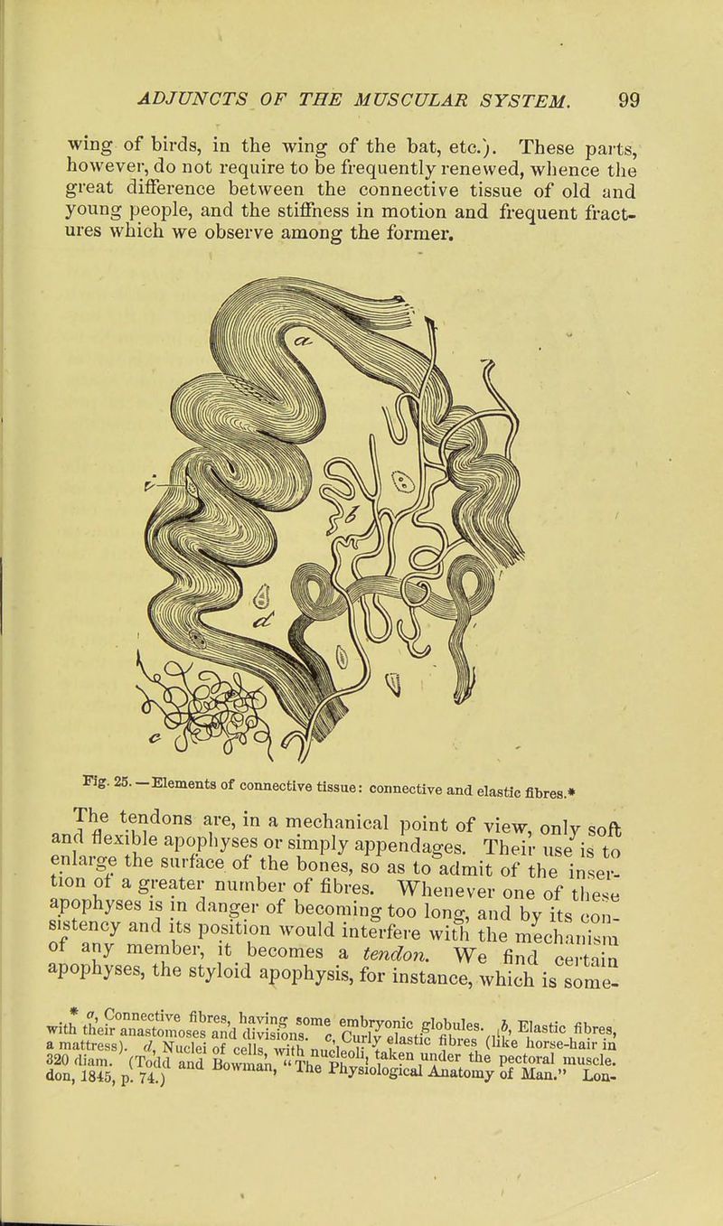 wing of birds, in the wing of the bat, etc.). These parts, however, do not require to be frequently renewed, whence tlie great diflference between the connective tissue of old and young people, and the stiffness in motion and frequent fract- ures which we observe among the former. Fig. 25.-Elements of connective tissue: connective and elastic fibres.* The tendons are, in a mechanical point of view, only soft and flexible apophyses or simply appendages. Their use is to enlarge the surface of the bones, so as to'admit of the inse'^ tion of a greater number of fibres. Whenever one of these apophyses is in danger of becoming too long, and by its con- sistency and Its position would interfere wit'h the mechai^sm of any member, it becomes a tendon. We find certa n apophyses, the styloid apophysis, for instance, which is some^ don, 1845, p. 74.) cowman, Ihe Physiological Anatomy of Man. Lon-