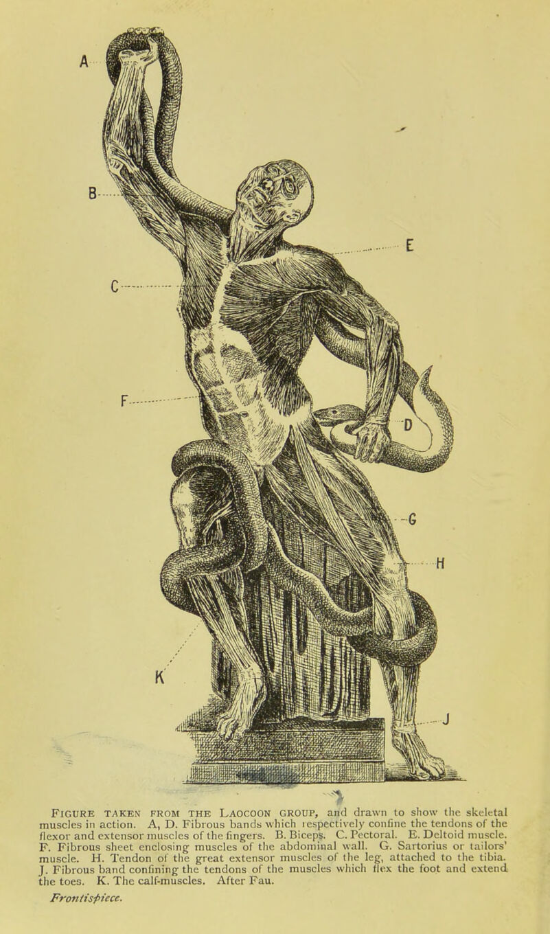 •> Figure T/\ken fkom the Laocoon group, and drawn to show the skeletal muscles in action. A, D. Fibrous bands which respectively confine the tendons of the flexor and extensor muscles of the fingers. B. Biceps. C. Pectoral. E. Deltoid muscle. F. Fibrous sheet enclosing- muscles of the abdominal wall. G. Sartorius or tailors' muscle. H. Tendon of the great extensor muscles of the leg, attached to the tibia. J. Fibrous band confining the tendons of the muscles which flex the foot and extend the toes. K. The calf-muscles. After Fau. Froniispiece.