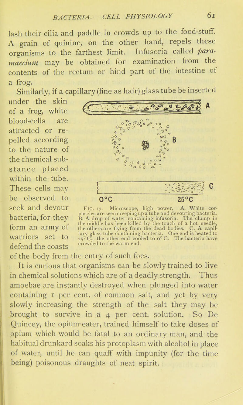e) 0 0 Wl O 0 o B o o c lash their cilia and paddle in crowds up to the food-stuff. A grain of quinine, on the other hand, repels these organisms to the farthest limit. Infusoria called para- maecium may be obtained for examination from the contents of the rectum or hind part of the intestine of a frog. Similarly, if a capillary (fine as hair) glass tube be inserted under the skin of a frog, white blood-cells are attracted or re- pelled according to the nature of the chemical sub- stance placed within the tube. These cells may be observed to seek and devour bacteria, for they form an army of warriors set to defend the coasts of the body from the entry of such foes. It is curious that organisms can be slowly trained to live in chemical solutions which are of a deadly strength. Thus amoebae are instantly destroyed when plunged into water containing i per cent, of common salt, and yet by very slowly increasing the strength of the salt they may be brought to survive in a 4 per cent, solution. So De Quincey, the opium-eater, trained himself to take doses of opium which would be fatal to an ordinary man, and the habitual drunkard soaks his protoplasm with alcohol in place of water, until he can quaff with impunity (for the time being) poisonous draughts of neat spirit. 0°C 25°C Fig. 17. Microscope, high power. A. White cor- puscles are seen erf epirigup a tube and devouring bacteria. B. A drop of water containing infusoria. The clump in the middle has been killed by tiie touch of a hot needle, the others are flying from the dead bodies. C. A capil- lary glass tube containing bacteria. One end is heated to 25- C, the other end cooled to o'^ C. The bacteria have crowded to the warm end.