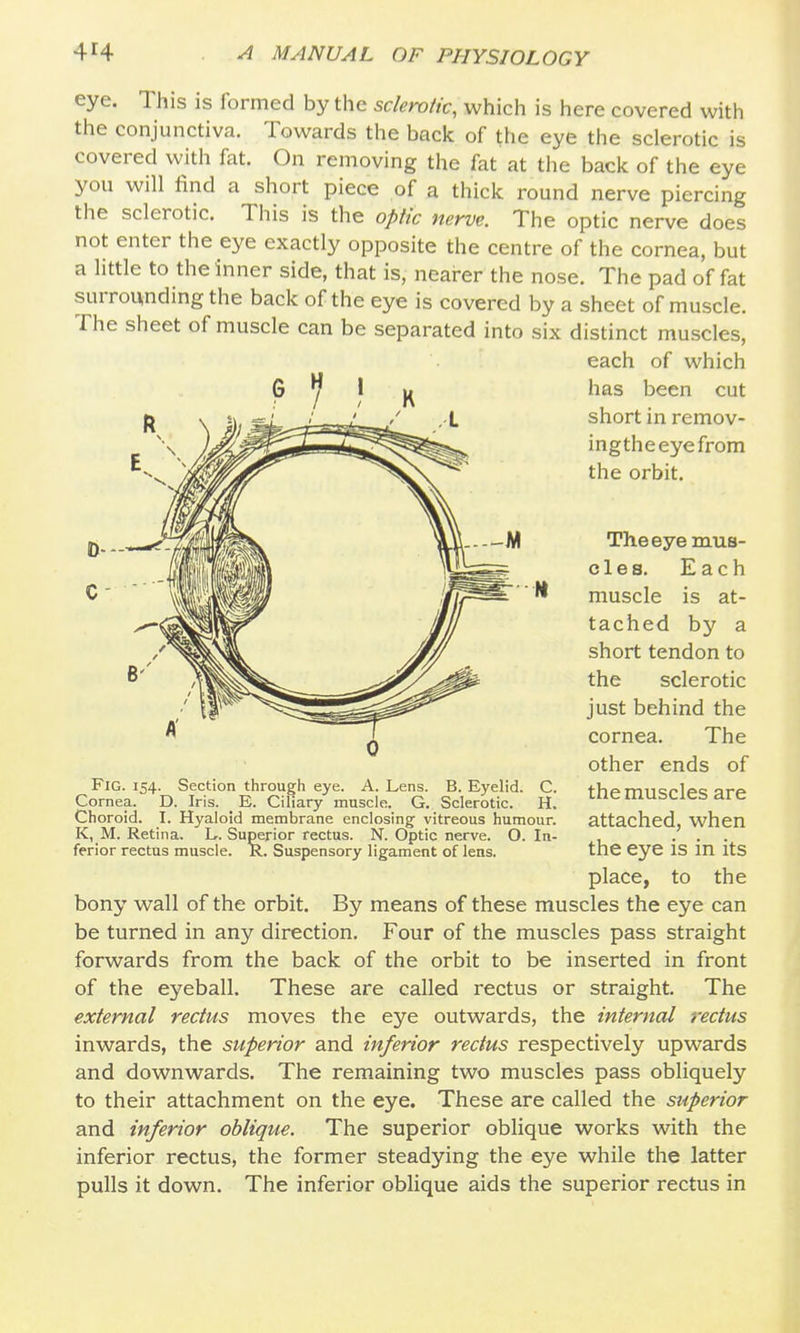 eye. This is formed by the sclerotic, which is here covered with the conjunctiva. Towards the back of the eye the sclerotic is covered with fat. On removing the fat at the back of the eye you will find a short piece of a thick round nerve piercing the sclerotic. This is the optic nerve. The optic nerve does not enter the eye exactly opposite the centre of the cornea, but a little to the inner side, that is, nearer the nose. The pad of fat surrounding the back of the eye is covered by a sheet of muscle. The sheet of muscle can be separated into six distinct muscles, each of which has been cut short in remov- ingtheeyefrom the orbit. The eye mus- cles. Each muscle is at- tached by a short tendon to the sclerotic just behind the cornea. The other ends of the muscles are attached, when the eye is in its place, to the bony wall of the orbit. By means of these muscles the eye can be turned in any direction. Four of the muscles pass straight forwards from the back of the orbit to be inserted in front of the eyeball. These are called rectus or straight. The external rectus moves the eye outwards, the internal rectus inwards, the superior and inferior rectus respectively upwards and downwards. The remaining two muscles pass obliquely to their attachment on the eye. These are called the superior and inferior oblique. The superior oblique works with the inferior rectus, the former steadying the eye while the latter pulls it down. The inferior oblique aids the superior rectus in Fig. 154. Section through eye. A. Lens. B. Eyelid. C. Cornea. D. Iris. _ E. Ciliary muscle. G. Sclerotic. H. Choroid. I. Hyaloid membrane enclosings vitreous humour. K, M. Retina. L. Superior rectus. N. Optic nerve. O. In- ferior rectus muscle. R. Suspensory ligament of lens.