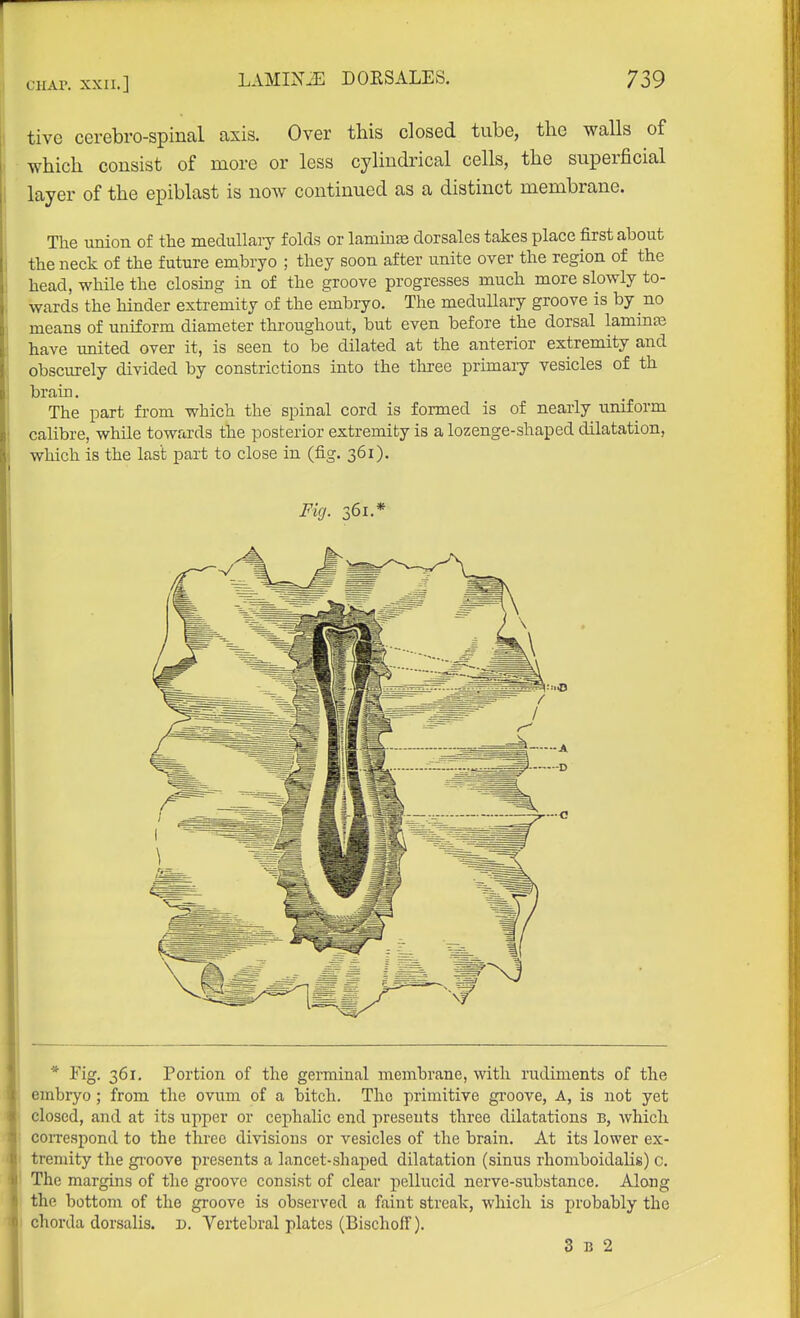 tive cerebro-spinal axis. Over this closed tube, the walls of which consist of more or less cylindrical cells, the superficial layer of the epiblast is now continued as a distinct membrane. The union of the medullary folds or lamrn^ dorsales takes place first about the neck of the future embryo ; they soon after unite over the region of the head, while the closing in of the groove progresses much more slowly to- wards the hinder extremity of the embiyo. The medullary groove is by no means of uniform diameter throughout, but even before the dorsal lamina have united over it, is seen to be dilated at the anterior extremity and obscurely divided by constrictions into the three primary vesicles of th brain. The part from which the spinal cord is formed is of nearly uniform calibre, while towards the posterior extremity is a lozenge-shaped dilatation, which is the last part to close in (fig. 361). Fig. 361.* * Fig. 361. Portion of the geminal membrane, with rudiments of the embryo ; from the ovum of a bitch. The primitive groove, A, is not yet closed, and at its upper or cephalic end presents three dilatations B, which 1 coiTespond to the three divisions or vesicles of the brain. At its lower ex- I tremity the gi-oove presents a lancet-shaped dilatation (sinus rliomboidalis) c. I The margins of the groove consist of clear pellucid nerve-substance. Along the bottom of the groove is observed a faint streak, which is probably the I chorda dorsalis. d. Vertebral plates (BischofF). 3 B 2