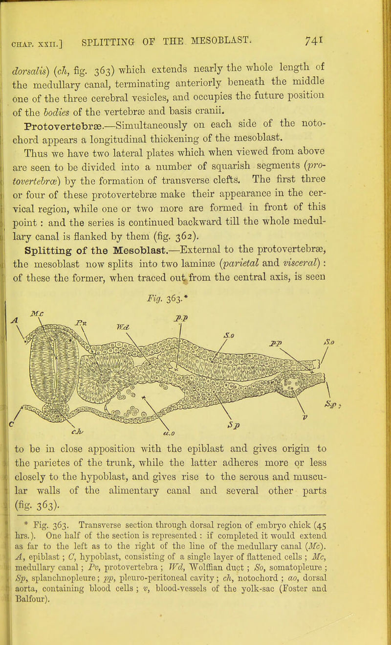 dorsalis) {c7i, fig. 363) which extends nearly the whole length of the medullary canal, terminating anteriorly beneath the middle one of the three cerebral yesicles, and occupies the future position of the bodies of the vertebrae and basis cranii. Protovertebrse.—Simultaneously on each side of the noto- chord appears a longitudinal thickening of the mesoblast. Thus we have two lateral plates which when viewed from above ai-e seen to be divided into a number of squarish segments {j)ro- tovertehrce) by the formation of transverse clefts. The first three or four of these protovertebrje make their appearance in the cer- vical region, while one or two more are formed in front of this point : and the series is continued backward till the whole medul- lary canal is flanked by them (fig. 362). Splitting of the Mesoblast.—External to the protovertebrse, the mesoblast now splits into two laminae {parietal and visceral): of these the former, when traced out from the central axis, is seen Fig. 363-* to be in close apposition with the epiblast and gives origin to the parietes of the trunk, while the latter adheres more or less closely to the hypoblast, and gives rise to the serous and muscu- lar walls of the alimentary canal and several other parts (% 363)- * Fig. 363. Transverse section through dorsal region of embryo chick (45 hrs.). One half of the section is represented : if completed it would extend as far to the left as to the right of the line of the medullary canal (iJfc). A, epiblast ; C, hypoblast, consisting of a single layer of flattened cells ; Mc, ' medullary canal; Pv, protovertebra ; Wd, Wolffian duct ; So, somatopleui'e ; Sjp, splanchnopleure; x>Pi pleuro-peritoneal cavity; ch, notochord ; ao, dorsal aorta, containing blood cells ; v, blood-vessels of the yolk-sac (Foster and Balfour).