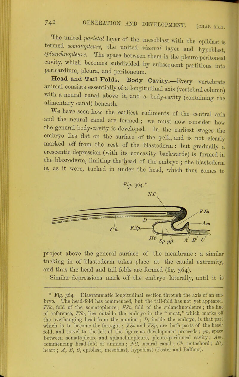 The united 2Xirietal layer of the mcsoblast with the epiblast is termed somatoiyleure, the united visceral layer and hypoblast splanchnopleure. The space between them is the plcuro-pcritoneal cavity, which becomes subdivided by subsequent partitions into pericardium, pleura, and peritoneum. Head and Tail Folds. Body Cavity.-Eveiy vertebrate animal consists essentially of a longitudinal axis (vertebral column) with a neural canal above it, and a body-cavity (containing the alimentary canal) beneath. We have seen how the earliest rudiments of the central axis and the neural canal are formed; we must now consider how the general body-cavity is developed. In the earliest stages the embryo lies flat on the surface of the yelk, and is not clearly marked off from the rest of the blastoderm: but gradually a crescentic depression (with its concavity backwards) is formed in the blastodenn, limiting the head of the embryo ; the blastoderm is, as it were, tucked in under the head, which thus comes to Fig. 364.* K.C j)roject above the general surface of the membrane : a similar tucking in of blastoderm takes place at the caudal extremity, and thus the head and tail folds are formed (fig. 364). Similar depressions mark off the embryo laterally, until it is * Fig. 364. Diagrammatic longitudinal section through the axis of an em- bryo. The head-fold has commenced, but the tail-fold has not yet appeared. FSo, fold of the somatopleure; FSp, fold of the sjtlanchnopleure ; the line of reference, FSo, lies outside the embryo in the moat, which marks oif the overhanging head from the amnion ; D, inside the embryo, is tliat part which is to become the fore-giit ; FSo and FS}}, arc both parts of the head- fold, and travel to the left of the figure as development proceeds ; pp, spnco between somatopleure and splanchnopleure, pleuro-peritoncal cavity; An', commencing head-fold of amnion; NC, neural canal; Ch, notochord ; lit, heart; A, B, G, ej)iblast, mesoblast, hypoblast (Foster and Balfour).