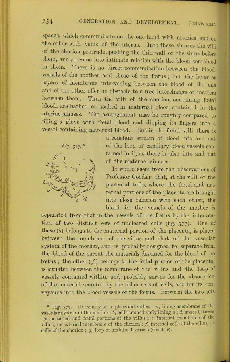 spaces, which communicate on the one hand with arteries and on the other with veins of the uterus. Into these sinuses the villi of the chorion protrude, pushing the thin wall of the sinus before them, and so come into intimate relation with the blood contained in them. There is no direct communication between the blood- vessels of the mother and those of the foetus; but the layer or layers of membrane intervening between the blood of the one and of the other offer no obstacle to a free interchange of matters between them. Thus the villi of the chorion, containing foetal blood, are bathed or soaked in maternal blood contained in the iiterine sinuses. The arrangement may be roughly compared to filling a glove with foetal blood, and dipping its fingers into a vessel containing maternal blood. But in the foetal villi there is a constant stream of blood into and out ^''ff- 377-* of the loop of capillary blood-vessels con- tained in it, as there is also into and out of the maternal sinuses. It would seem from the observations of Professor Goodsir, that, at the villi of the placental tufts, where the foetal and ma- ternal portions of the jDlacenta are brought c « into close relation with each other, the blood in the vessels of the mother is separated from that in the vessels of the foetus by the interven- tion of two distinct sets of nucleated cells (fig. 377). One of these (h) belongs to the maternal portion of the placenta, is placed between the membrane of the villus and that of the vascular system of the mother, and is probably designed to separate from the blood of the parent the materials destined for the blood of the foetus; the other (/) belongs to the foetal portion of the placenta, is situated between the membrane of the villus and the loop of vessels contained within, and probably serves for the absorption of the material secreted by the other sets of cells, and for its con- veyance into the blood vessels of the foetus. Between the two sets * Fig. 377. Extremity of a placental villus, n, lining membrane of the vascular system of the mother; b, cells immediately lining a; d, space between the maternal and foetal portions of the villus ; c, internal membrane of tlu^ villus, or external membrane of the chorion ; /, internal cells of the villus, or cells of the chorion ; cj, loop of umbilical vessels (Goodsir).