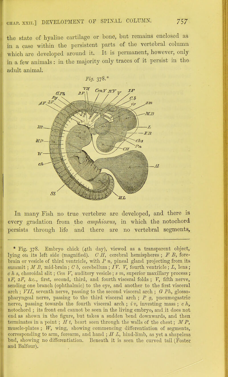 the state of hyaline cartilage or bone, but remains enclosed as in a case within the persistent parts of the vertebral column which are developed around it. It is permanent, however, onlj in a few animals : in the majority only traces of it persist in the adidt animal. In many Fish no true vertebrae are developed, and there is every gradation from the avipJdoxus, in which the notochord persists through life and there are no vertebral segments. * Fig. 378. Embiyo chick (4tli day), viewed as a transparent object, lying on its left side (magnified). 0 IT, cerebral liemispheres ; F B, fore- brain or vesicle of third ventricle, with P n, pineal gland projecting from its summit ; M B, mid-brain; G h, cerebellum; lY. V, fourth ventricle; L, lens; c h s, choroidal slit; Cen V, auditory vesicle; s m, superior maxillary process; iF, 2F, &c., first, second, third, and fourth visceral folds ; V, fifth nerve, sending one branch (ophthalmic) to the eye, and another to the first visceral arch ; VII, seventh nerve, passing to the second visceral arch ; G P7i, glosso- phaiyngeal nerve, passing to the third visceral arch ; P g, pneumogastric nerve, passing towards the fourth visceral arch ; i v, investing mass ; c hy notochord ; its front end cannot be seen in the living embryo, and it does not end as shown in the figure, but takes a sudden bend downwards, and then tei-minates in a point ; H t, heart seen through the walls of the chest; MP, muscle-plates ; W, wing, showing commencing differentiation of segments, corresponding to arm, forearm, and hand ; H L, hind-limb, as yet a shapeless bud, showing no difierentiation. Beneath it is seen the curved tail (Foster and Balfour).