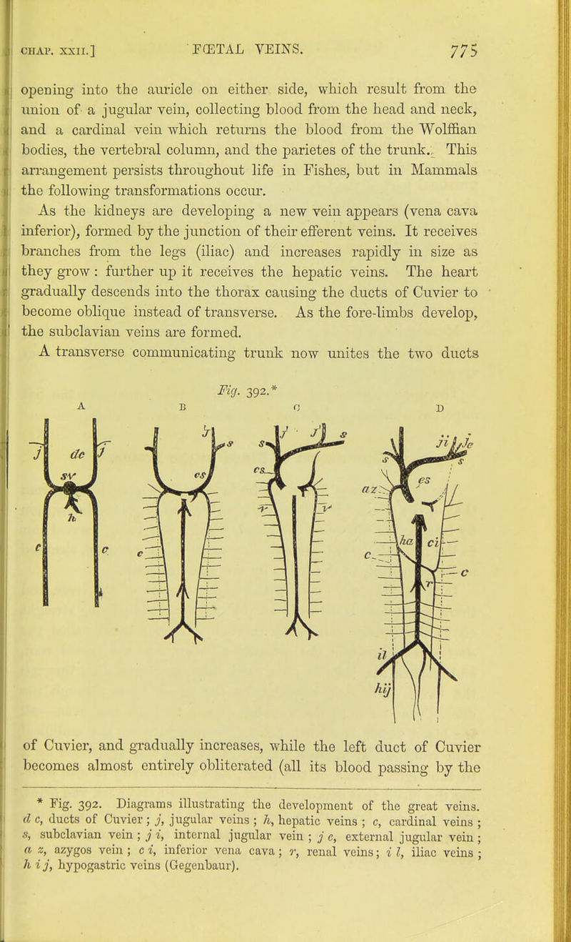 opening into the amicle on either side, which result from the j union of a jugulai' vein, collecting blood from the head and neck, j and a cardinal vein which retm-ns the blood from the Wolffian bodies, the vertebral column, and the parietes of the trunk.^ This arrangement persists throughout life in Fishes, but in Mammals the following transformations occm\ As the kidneys are developing a new vein appears (vena cava inferior), formed by the junction of their efferent veins. It receives branches from the legs (iliac) and increases rapidly in size as they grow : further up it receives the hepatic veins. The heart gradually descends into the thorax causing the ducts of Cuvier to become oblique instead of transverse. As the fore-limbs develop, the subclavian veins are formed. A transverse communicating trunk now unites the two ducts of Cuvier, and gradually increases, while the left duct of Cuvier becomes almost entirely obliterated (all its blood passing by the * Fig. 392. Diagrams illustrating tlie development of tlie great veins. d c, ducts of Cuvier; j, jugular veins ; h, hepatic veins ; c, cardinal veins ; s, subclavian vein ; j i, internal jugular vein ; j c, external jugular vein ; a z, azygos vein; c i, inferior vena cava; r, renal veins; i I, iliac veins ; 7i ij, hypogastric veins (Gegenbaur).